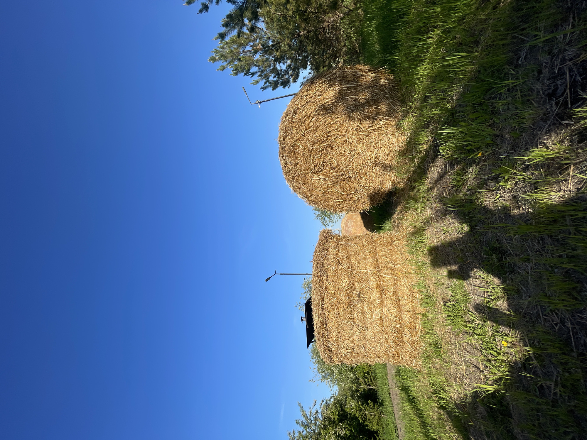 The image captures a bright, sunny outdoor scene, likely rural or semi-rural, featuring two large round hay bales. These golden-brown bales are prominently positioned in the foreground and midground, resting on green and somewhat dry grass. Distinct shadows are cast across the ground by the hay bales and other unseen objects, indicating strong sunlight. A small yellow flower is visible in the grass towards the lower right.
In the background, a clear, vibrant blue sky spans the upper portion of the frame. The branches of a coniferous tree are visible in the upper right, and other green trees and bushes are scattered further back. Behind the hay bales, a street light or utility pole extends upwards, and a dark, low-lying structure, possibly a small building or shed with a chimney, is partially visible behind the front bale. The clear sky and sharp shadows suggest a bright day, likely midday or early afternoon, with fine weather. No people are visible, and no specific activity is taking place. The scene conveys a peaceful, natural atmosphere. There is no visible text. The location context is Дрокино, Russia.