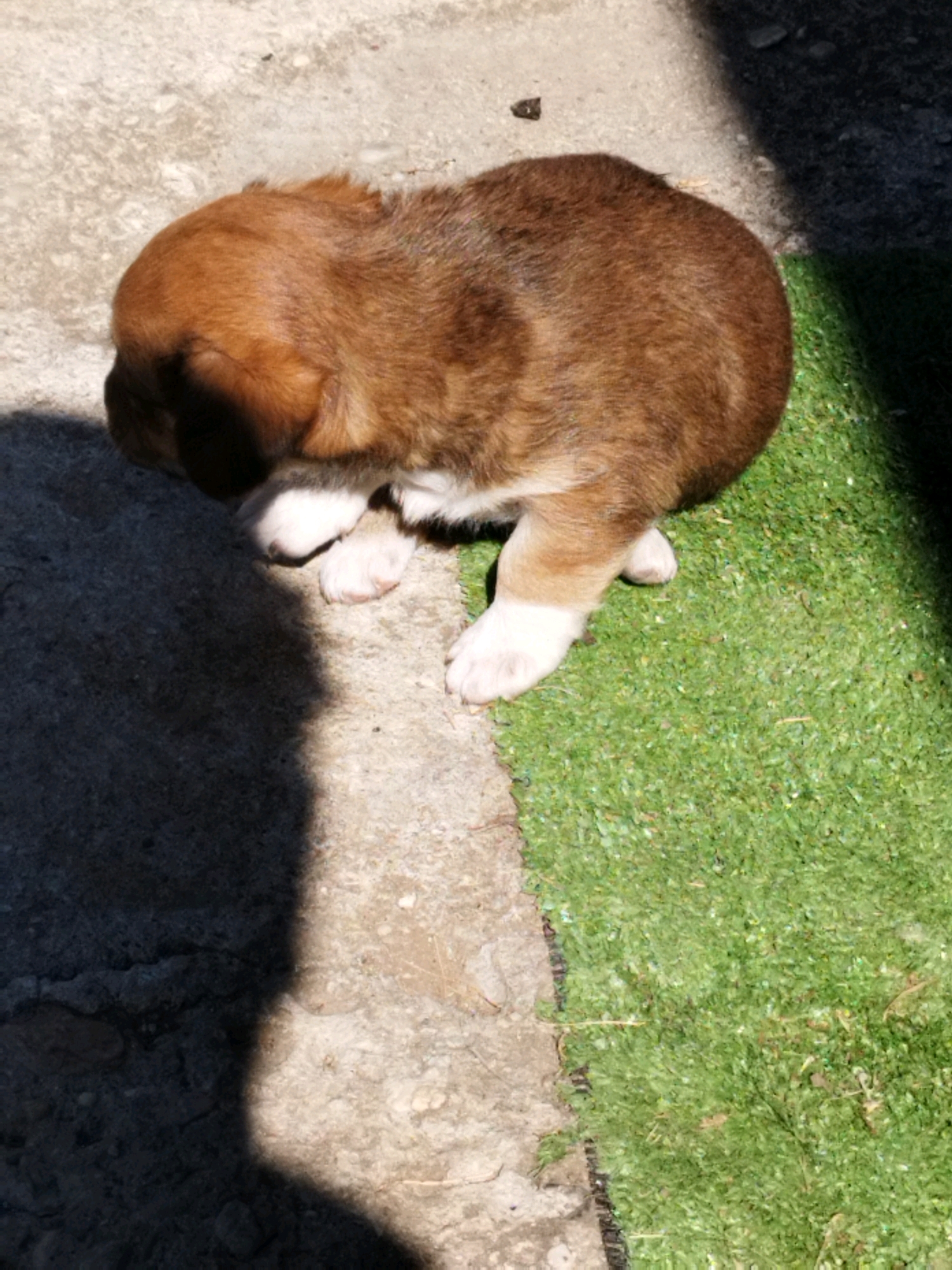 The image shows a young, light brown and white puppy lying on a patch of artificial grass next to a concrete surface. The puppy is mostly facing away from the camera, with its head down. The concrete surface is textured and appears to be outdoors, with a shadow cast diagonally across it from the right side of the frame. The artificial grass is vibrant green. No specific location in Bucharest, Romania is identifiable from the image.