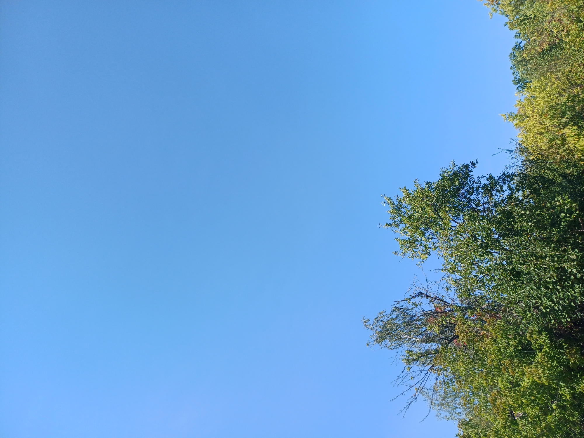 In the city of Sulymivka, Ukraine, this image captures a clear, vibrant blue sky dominating the upper portion of the frame. The lower section of the image is filled with the canopies of several trees. On the left, a taller tree with a prominent bare upper section and some sparse foliage is visible. To its right, a dense, leafy green tree extends upwards. Further to the right, a line of trees with varying shades of green and some yellowing foliage stretches across the frame, indicating a possible transition into autumn. The scene appears to be an outdoor environment, likely a park or a wooded area, under bright daylight conditions. There are no people or animals visible in the image.