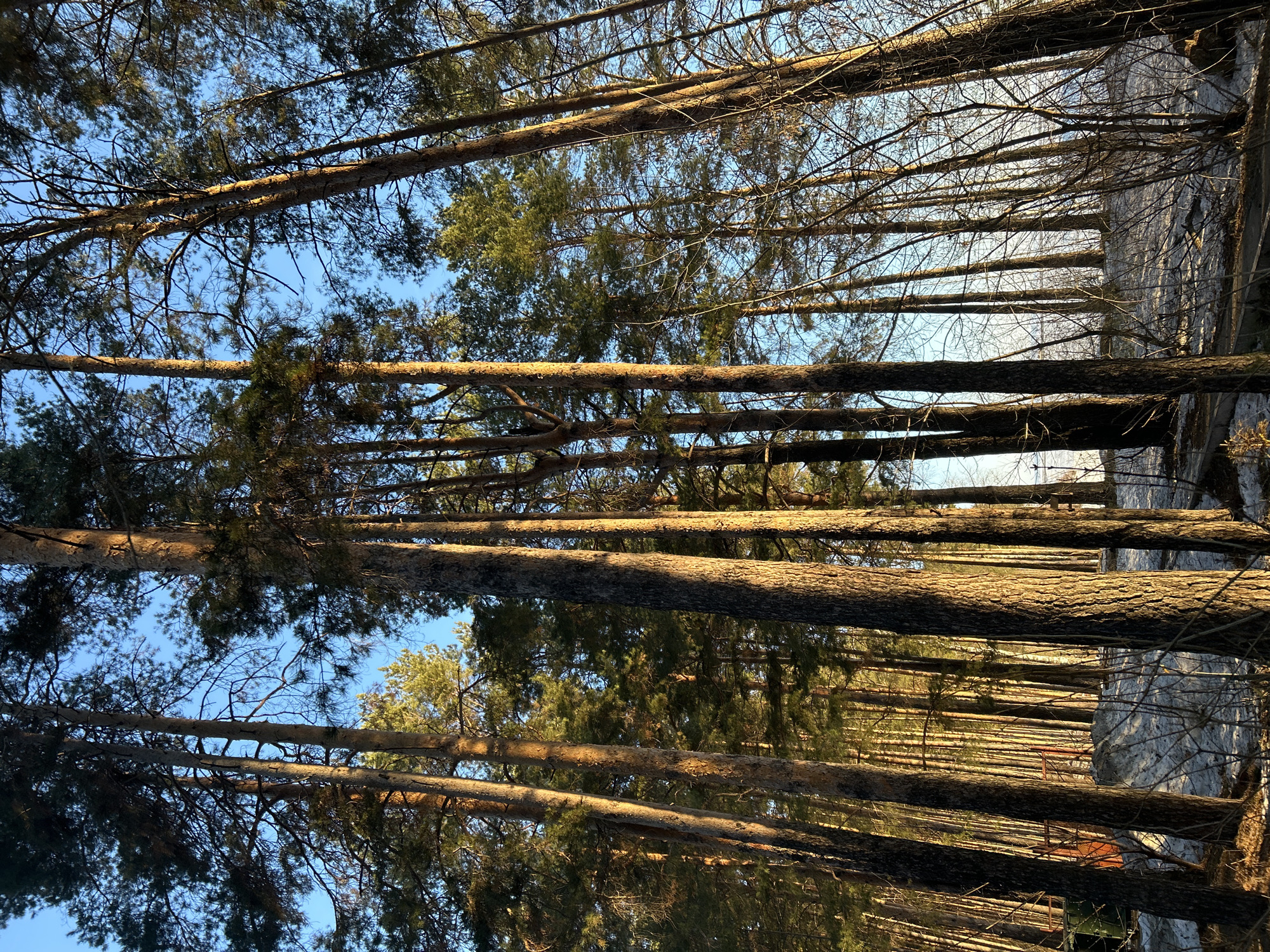 The image depicts a forest landscape, taken from a low-angle perspective looking upward. Several tall, mature trees with rough bark dominate the view, reaching towards a clear blue sky. Some of the trees are coniferous, with visible green needles, while others appear deciduous with bare branches. The trees' trunks are illuminated by warm, golden sunlight, casting shadows and highlighting the texture of the bark. The location is Chaikovsky, Russia, according to the user prompt.