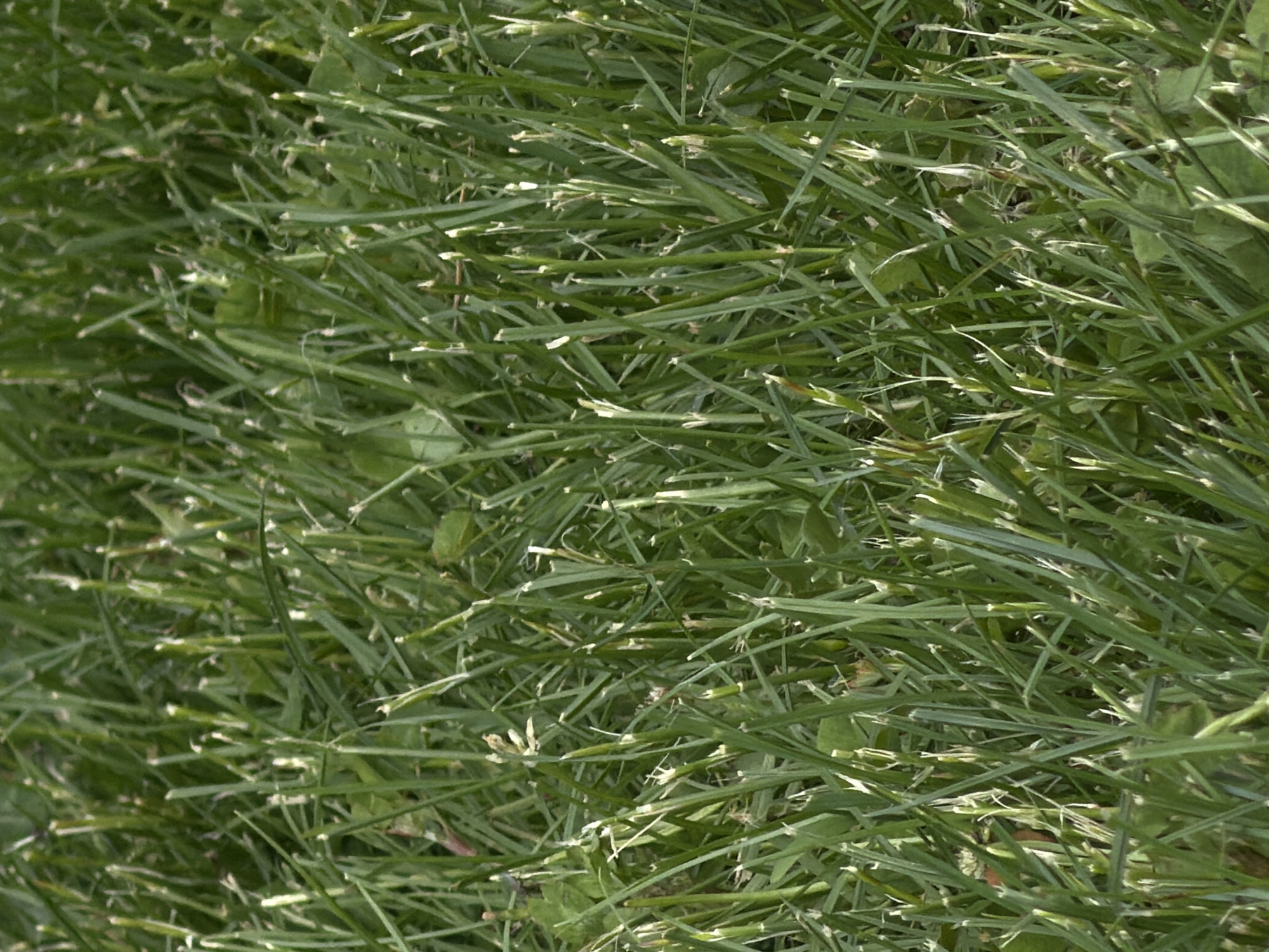 The image shows a close-up view of cut green grass and clover in an outdoor setting. The scene suggests a lawn or grassy area. There is no indication of the location being in Chkalov, Armenia, nor any presence of people, objects, actions, or interactions.