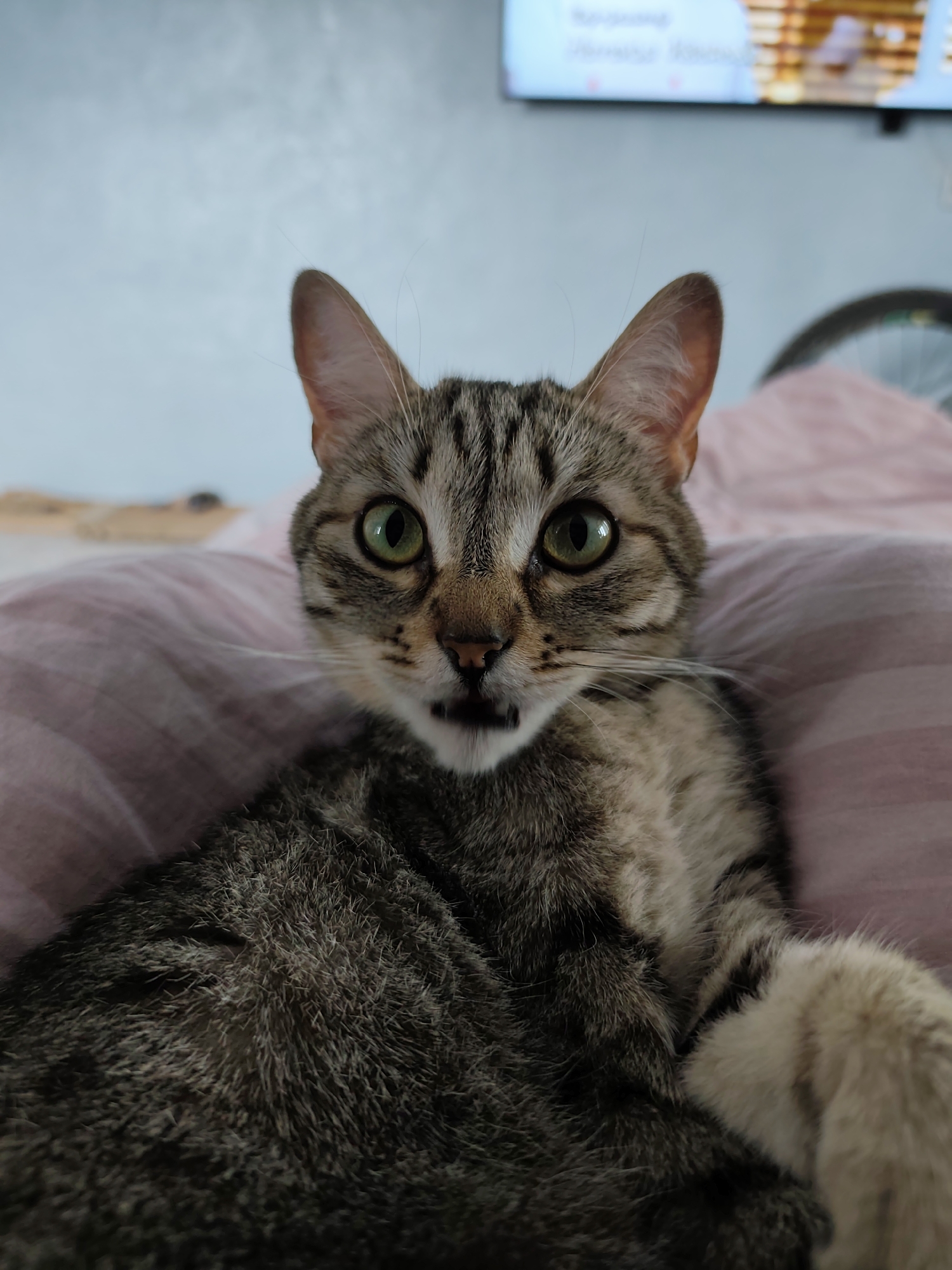 A close-up forensic image captured within a residence in the city of Chaikovsky, Russia, features a domestic grey-brown tabby cat. The feline lies on pink striped bedding, directly facing the camera with wide, bright green eyes and dilated pupils. Its mouth is slightly open, revealing a visible pink tongue tip and a focused expression, indicative of surprise or a mid-vocalization. Prominent white whiskers fan out from its muzzle, and a single light-colored paw is visible on the lower right. The blurred background reveals a light blue wall, a wall-mounted television displaying indeterminate content in the upper right quadrant, and a partial view of a black bicycle wheel on the far right.