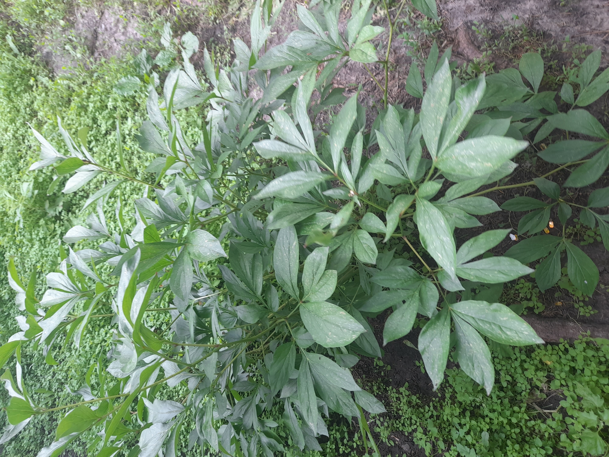 The image shows a close-up, overhead view of a peony plant in an outdoor setting. The plant has large, divided green leaves, some of which show a slightly dusty or mottled appearance. The leaves are arranged on thick, branching stems. The background consists of dark soil and a dense carpet of smaller green plants, possibly ground cover or weeds. To the left of the peony, there is an area of lighter green foliage. The lighting suggests it is daytime, likely overcast or in shade, as there are no strong shadows. The overall scene is natural and appears to be a garden or a wild patch of vegetation. No people, animals, or text are visible. The setting suggests a temperate climate, consistent with Kliushnykivka, Ukraine.
