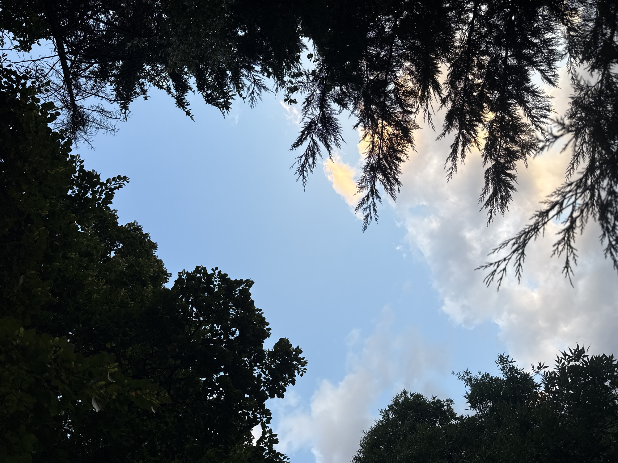 The image, taken from a low angle looking upwards, captures a view of the sky framed by dark silhouettes of trees. The sky is a clear blue with scattered white and light orange clouds, suggesting it is either early morning or late afternoon. The foliage of deciduous trees is visible on the left and upper left of the frame, appearing dense and dark green. On the right and upper right, the finer, needle-like branches of an evergreen tree create a more intricate silhouette against the sky. The scene is set in Strelcha, Bulgaria, with the natural elements of trees and sky dominating the composition. There are no people or discernible man-made structures in the image.