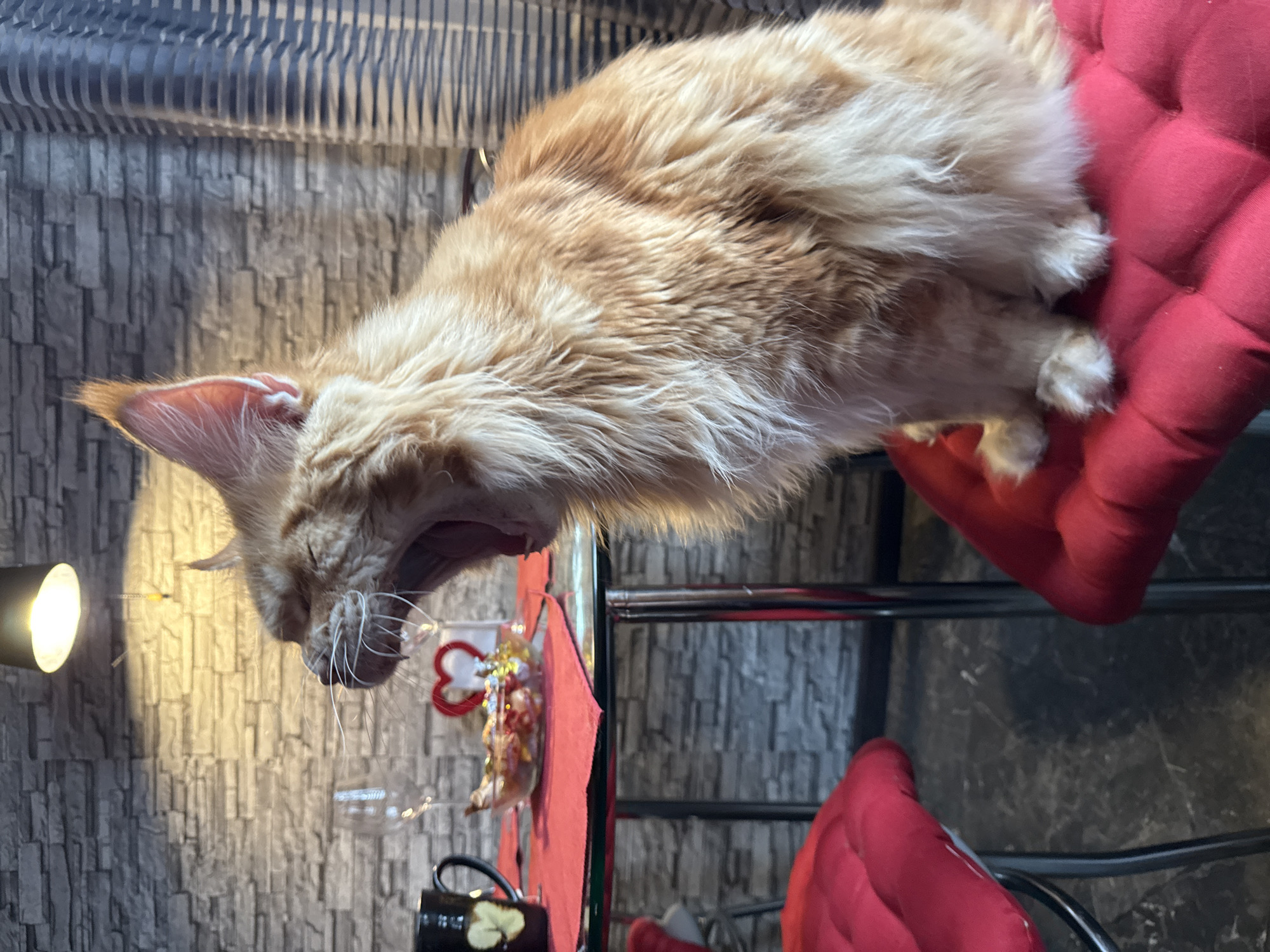 A ginger Maine Coon cat is captured mid-yawn while sitting on a red cushioned stool in front of a glass-topped table. The table is set with a black mug, two wine glasses, a small glass bowl filled with colorful candies, and a red heart-shaped decoration. Behind the table, a patterned brick wallpaper adorns the wall, and a lamp casts a warm glow. The cat's large, fluffy body and wide-open mouth are the central focus. The background includes a window with vertical striped curtains and another red cushioned stool. The scene appears to be indoors, possibly in a dining or living area. There is no indication that this scene is located in Moscow, Russia.