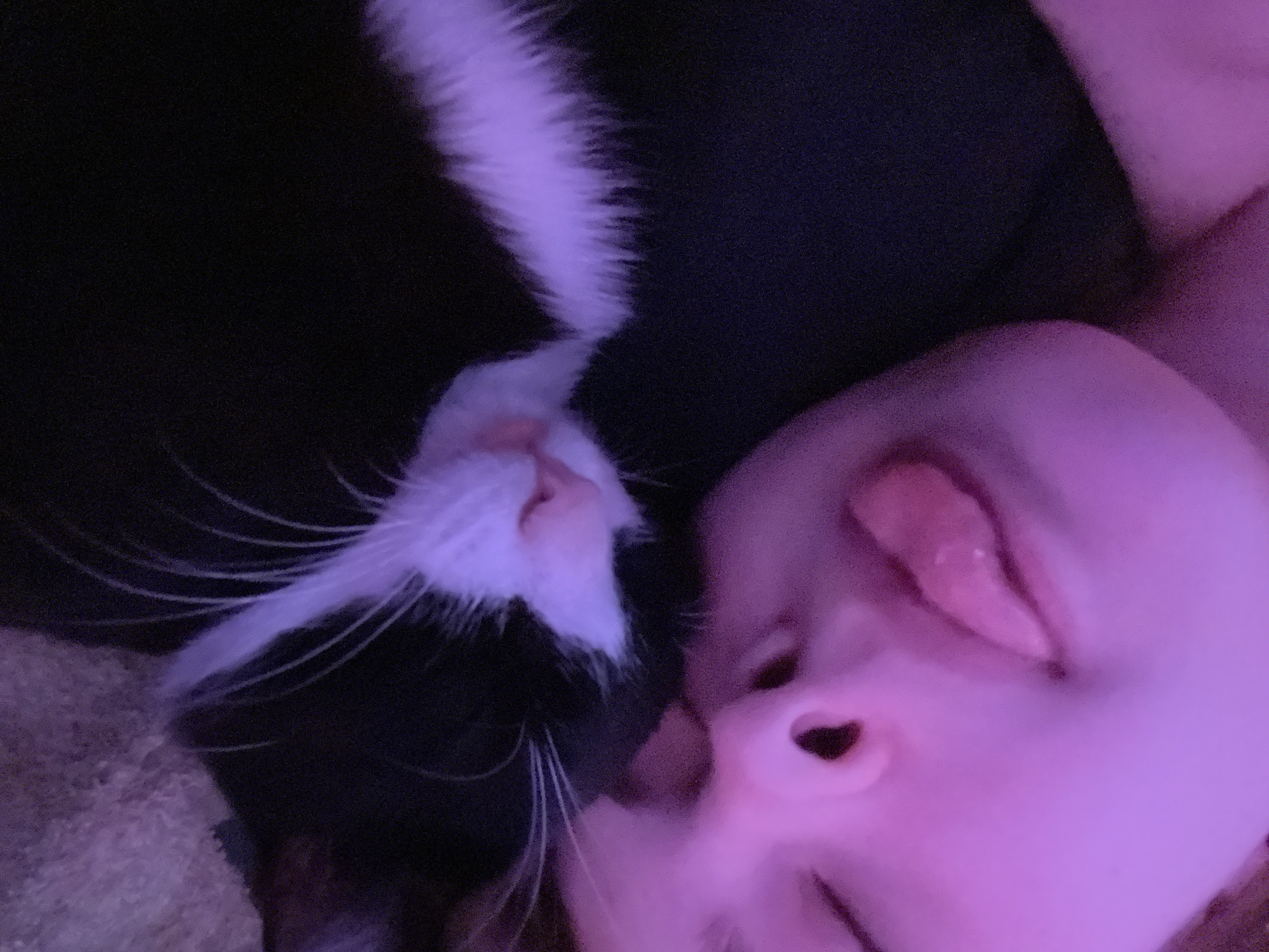 The image depicts a close-up shot of a person lying down with a black and white cat resting on their chest. The person's face is visible, with their eyes closed and their tongue slightly protruding. The cat is positioned near the person's face, with its nose close to their cheek. The overall lighting appears to be dim, with a purplish hue. There is no information available that indicates this image was taken in Saint Petersburg, Russia.