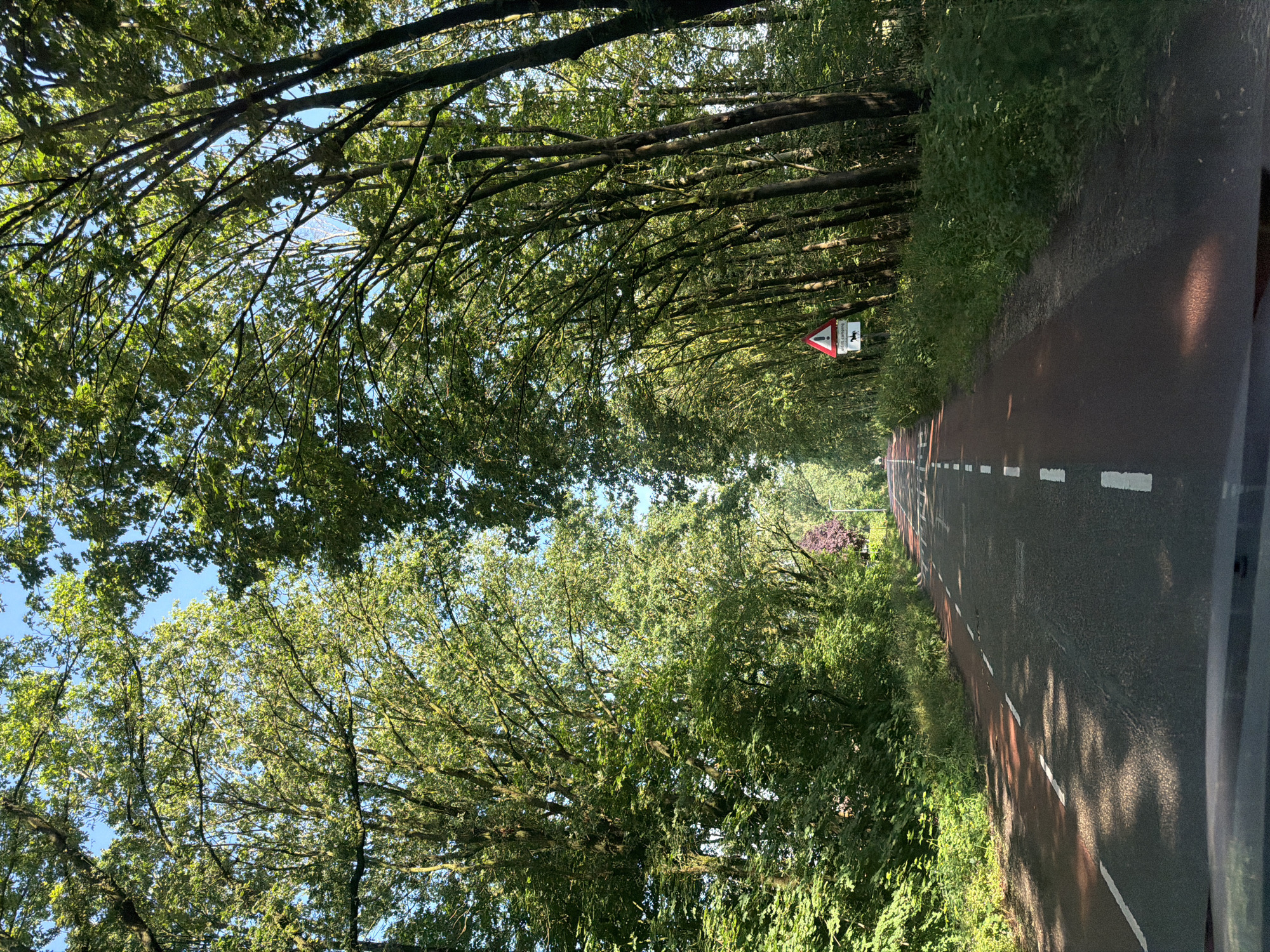A paved road passes through a dense forest with tall trees lining both sides. The road has a red lane for bicycles and white dashed lines marking the car lanes. A traffic sign warning of horses is visible on the right side of the road. The sun is shining through the leaves, creating dappled light on the road. The scene appears to be a quiet, rural road in Baarle-Nassau, Netherlands, possibly near a nature reserve or recreational area. There are no people or animals visible in the image.