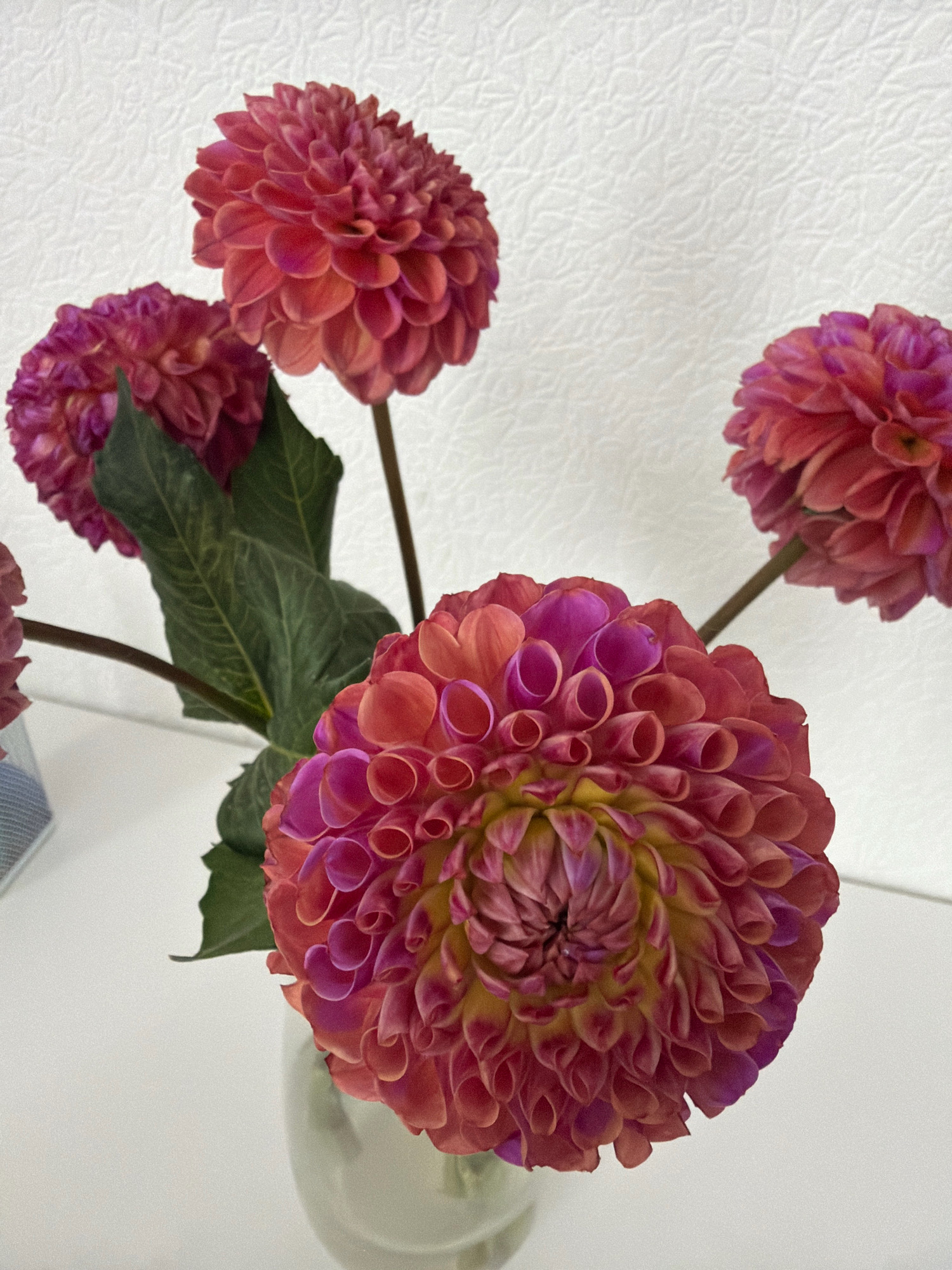 A close-up, eye-level shot showcases a bouquet of vibrant dahlias in a vase against a textured white background. The flowers exhibit a gradient of colors, transitioning from a deep magenta and pink at the tips of the petals to a warm coral and yellow at their centers. The detailed texture of the petals, with their rolled and layered forms, is particularly noticeable. Several blooms are visible, with the largest and most prominent flower positioned in the foreground, slightly off-center to the right. Its intricate petal structure fills a significant portion of the frame. To the left and slightly behind, another large dahlia is partially visible. Two smaller dahlias, also in shades of magenta and coral, are further back and to the left, with dark green leaves interspersed amongst the stems. The vase, a pale, translucent material, is visible at the bottom of the frame, holding the flowers. The overall impression is one of natural beauty and delicate artistry, with the lighting highlighting the rich colors and intricate details of the dahlias. The scene is devoid of any human presence or specific identifiable landmarks.