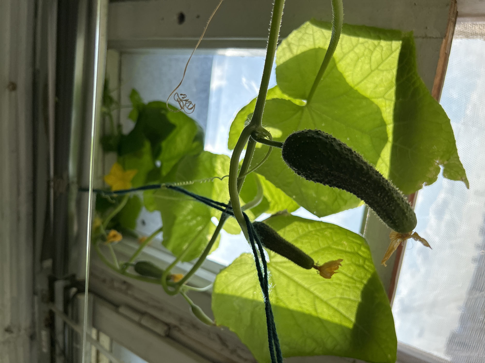 The image shows a close-up view of small cucumbers growing on a vine indoors, likely on a windowsill. The cucumbers are green and appear to be developing, with yellow flowers visible on the vine. Sunlight streams through the window, illuminating the bright green leaves of the plant and casting shadows. The background consists of the window and a hazy view of the sky. There are no people or animals present in the image. The scene suggests a home gardening setup, possibly in an apartment or house. There is no specific information in the image that allows for the determination of its location in Moscow, Russia.