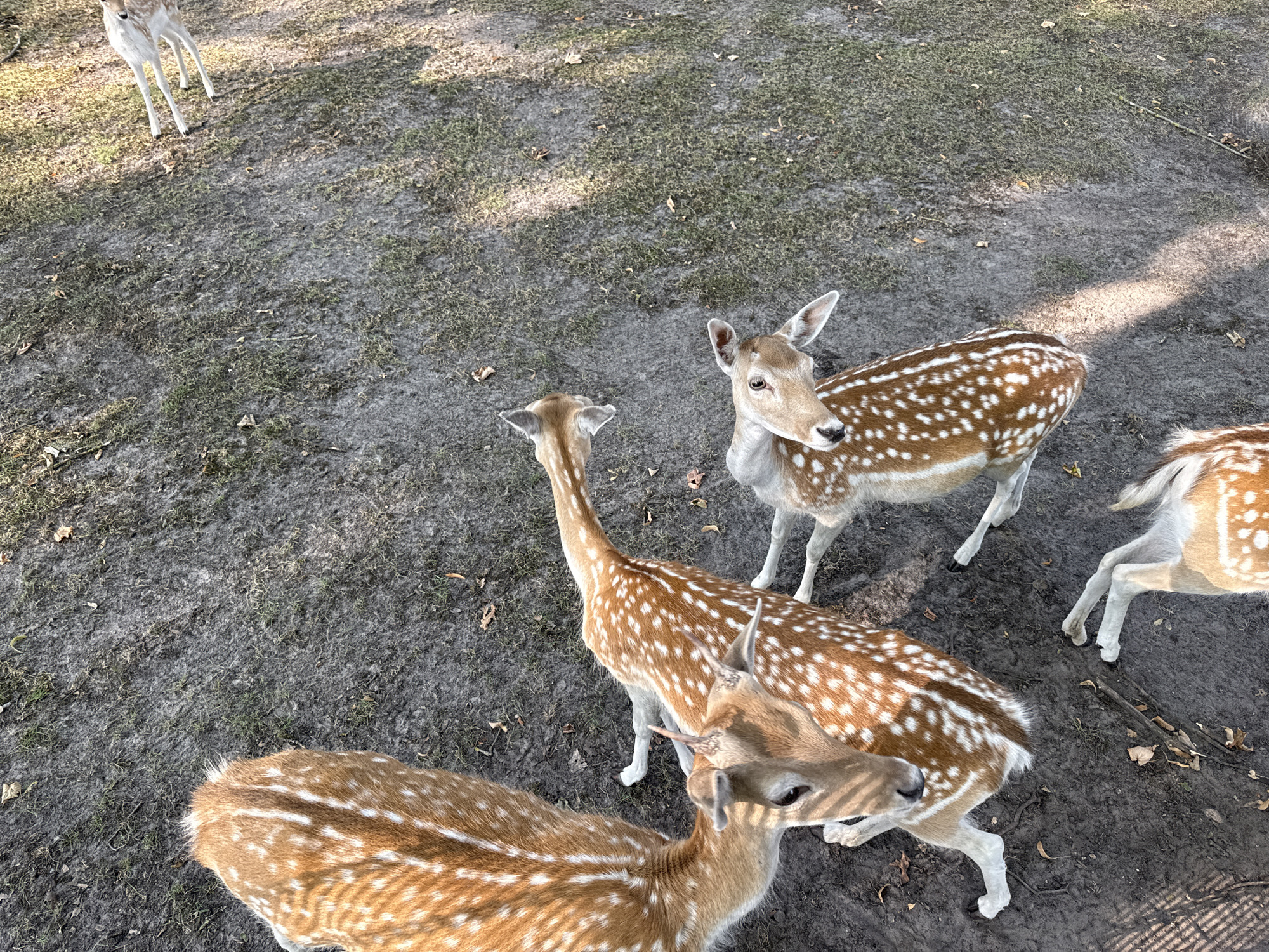 Four deer are standing in a dirt and grass area. Three of the deer are in the foreground, and one is in the background. The deer in the foreground are closer to the camera, and the deer in the background is further away. The deer are all facing different directions. The deer are all brown and white with spots. The area where the deer are standing is covered in dirt, grass, and leaves. There are shadows on the ground from trees.