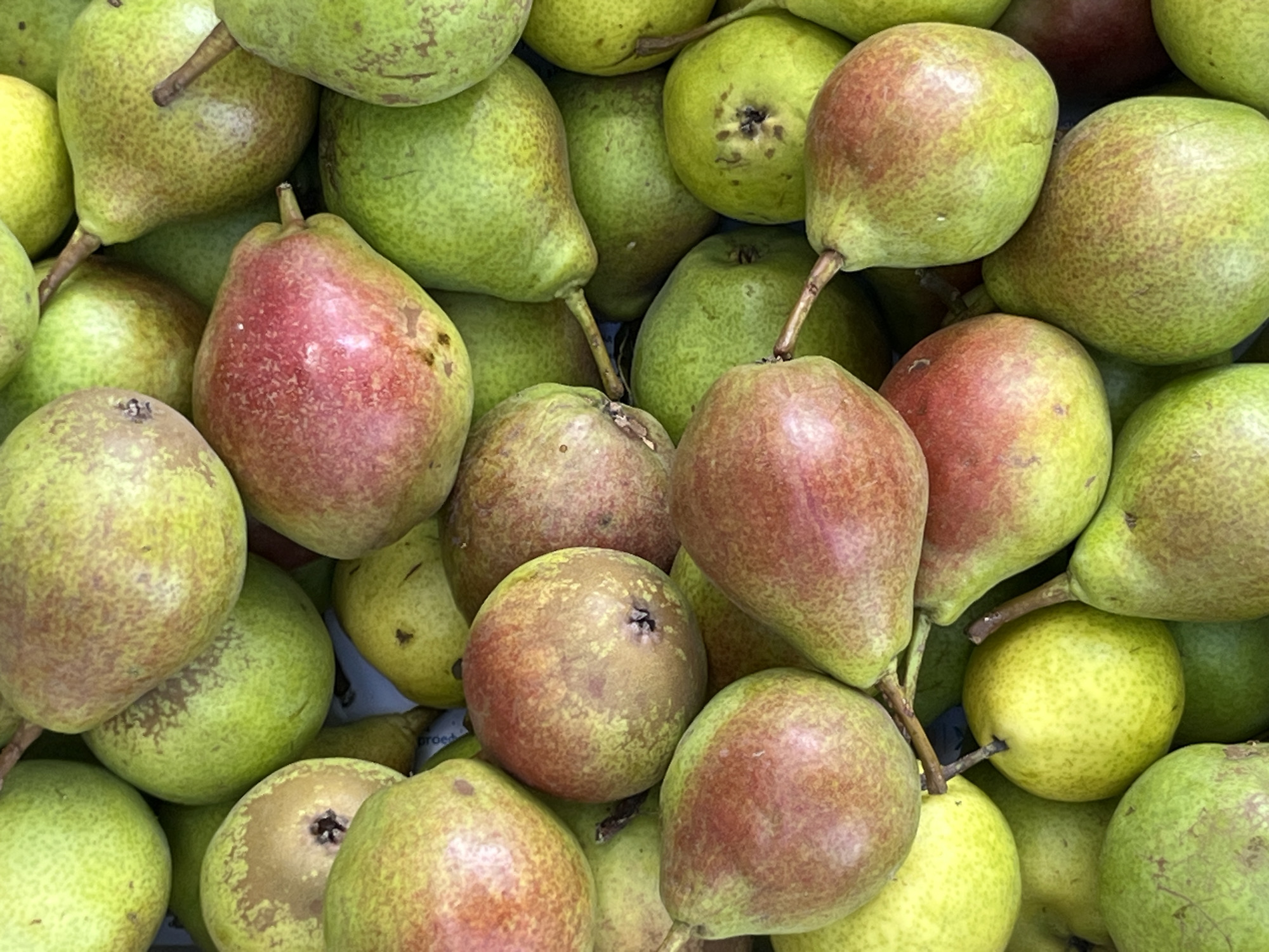 A close-up, overhead shot displays a dense pile of ripe pears. The pears exhibit a gradient of colors, ranging from pale green to rosy red, with some showing speckled patterns of both. Their shapes are characteristic of pears, with a bulbous bottom tapering to a narrower top where stems are visible on some. The lighting suggests an outdoor setting, possibly a market stall, given the natural daylight and the way the fruit is arranged. There is no indication of any specific location within Kyiv, Ukraine, or any people present in the image.