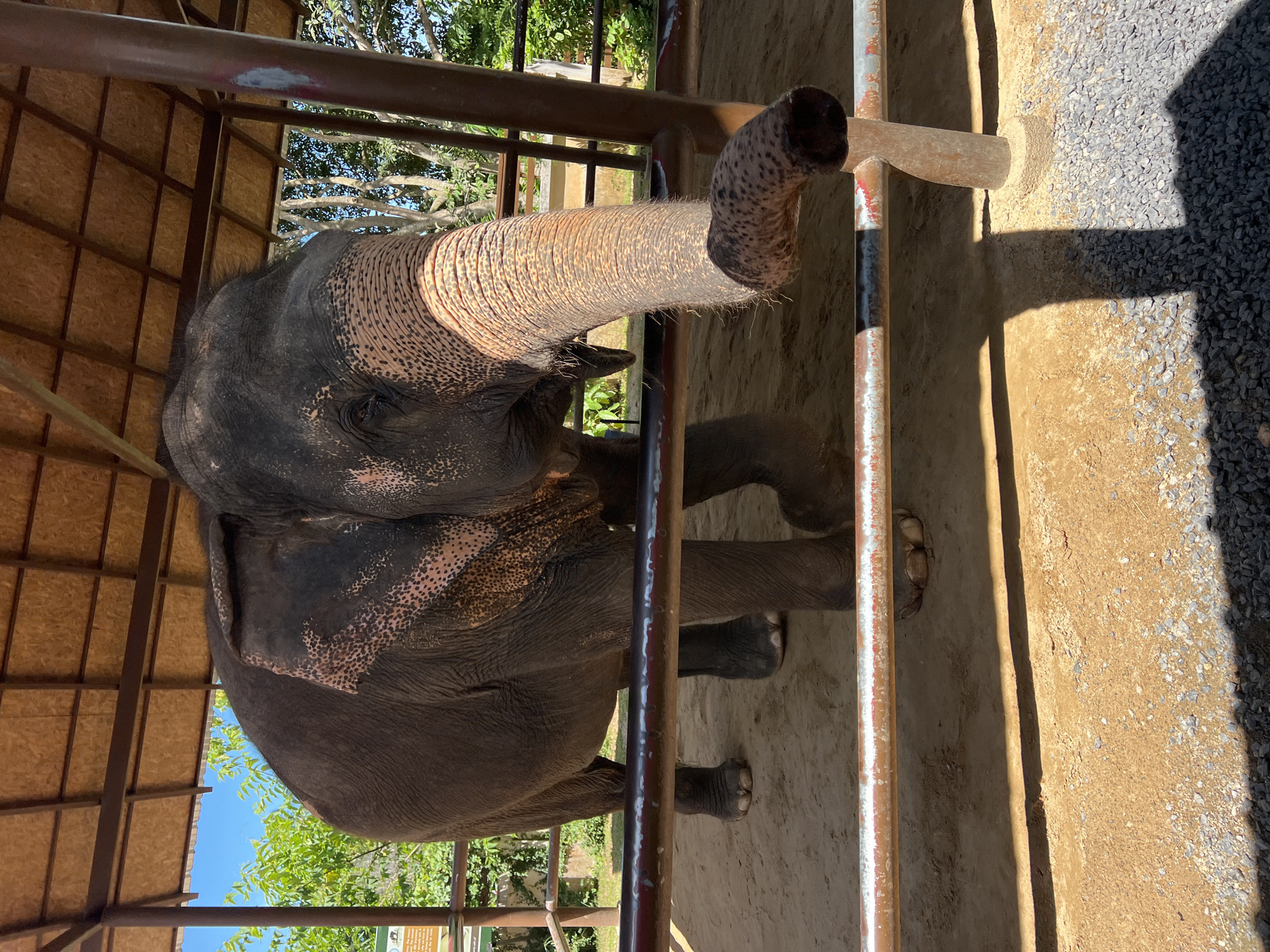 An adult Asian elephant is standing under a covered enclosure in Baan Thurian, Thailand. The elephant is facing the camera, with its trunk extended and touching a metal railing. The enclosure has a wooden roof and metal posts. The ground is covered in sand and gravel. Trees and foliage are visible in the background. The lighting suggests it is a sunny day.