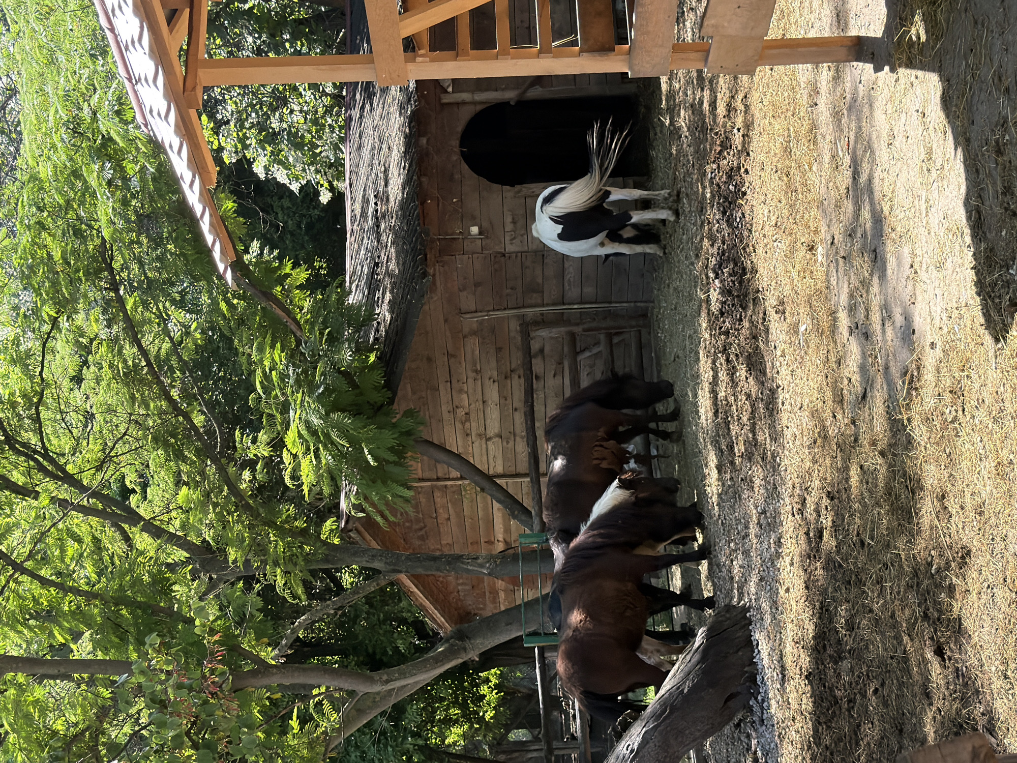 In Pazardzhik, Bulgaria, a group of ponies are grazing in an outdoor enclosure. Three brown ponies, one with a white mane, are clustered together in the foreground, heads down as they eat from the straw-covered ground. To the right, a black and white piebald pony stands near the entrance to a wooden stable, also grazing. The stable is rustic, constructed from horizontal wooden planks, with a dark, arched opening. A small, wooden structure with a tiled roof is visible to the right of the stable, and lush green trees with dappled sunlight filtering through their leaves provide a shaded backdrop. The ground is a mixture of dry straw, dirt, and scattered pebbles.