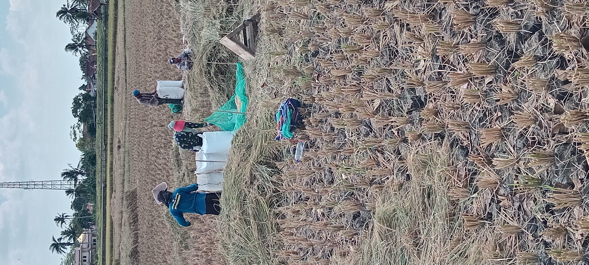 In Karangpawitan, Indonesia, a rice field is being harvested. The image captures several individuals engaged in the process. In the foreground, the field is mostly stubble, with some loose straw. In the mid-ground, four people are working. One person, wearing a blue shirt and a conical hat, is standing near three large white sacks filled with harvested rice. Another person, in a patterned long-sleeved shirt and a red head covering, is bending down, possibly bagging rice or tending to a green net spread on the ground that contains grain. A third person, wearing a blue helmet and a grey long-sleeved shirt, is standing and appearing to add to a white sack. A fourth individual, in a dark top and a red head covering, is seated and working near a wooden structure. Behind them, a telecommunications tower stands prominently against a cloudy sky. The background features scattered houses, palm trees, and other vegetation, suggesting a rural setting.