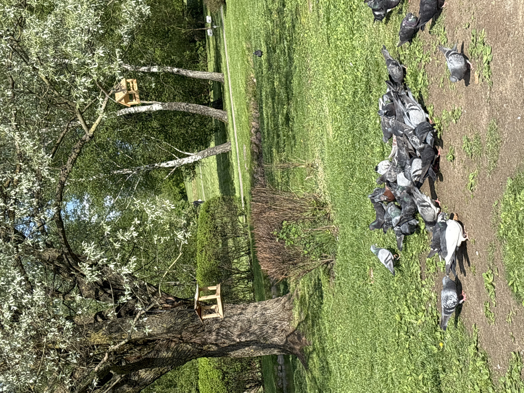 The image shows a park scene in Minsk, Belarus. A large tree dominates the left side of the frame, with a wooden birdhouse attached to its trunk and branches. Another birdhouse is visible in the distance, attached to a birch tree. A flock of pigeons is gathered on a patch of dirt and grass on the right side of the image. They appear to be feeding or interacting with each other. The background includes a grassy area, trees, and a path. The lighting suggests a sunny day.