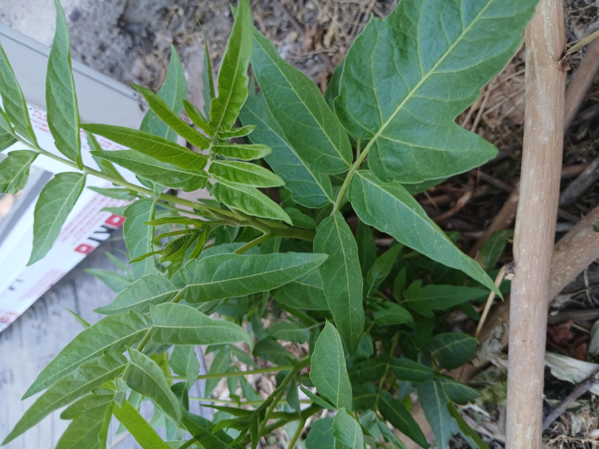 The image shows a close-up view of a plant with green, compound leaves. The plant is growing outdoors, with dry leaves and twigs on the ground around its base. In the background, there is a white object with red and black markings, possibly part of a construction or advertisement. The lighting suggests it is daytime. There are no people or animals visible in the image. The specific location within Almalyk, Uzbekistan cannot be determined from the visual information provided.
