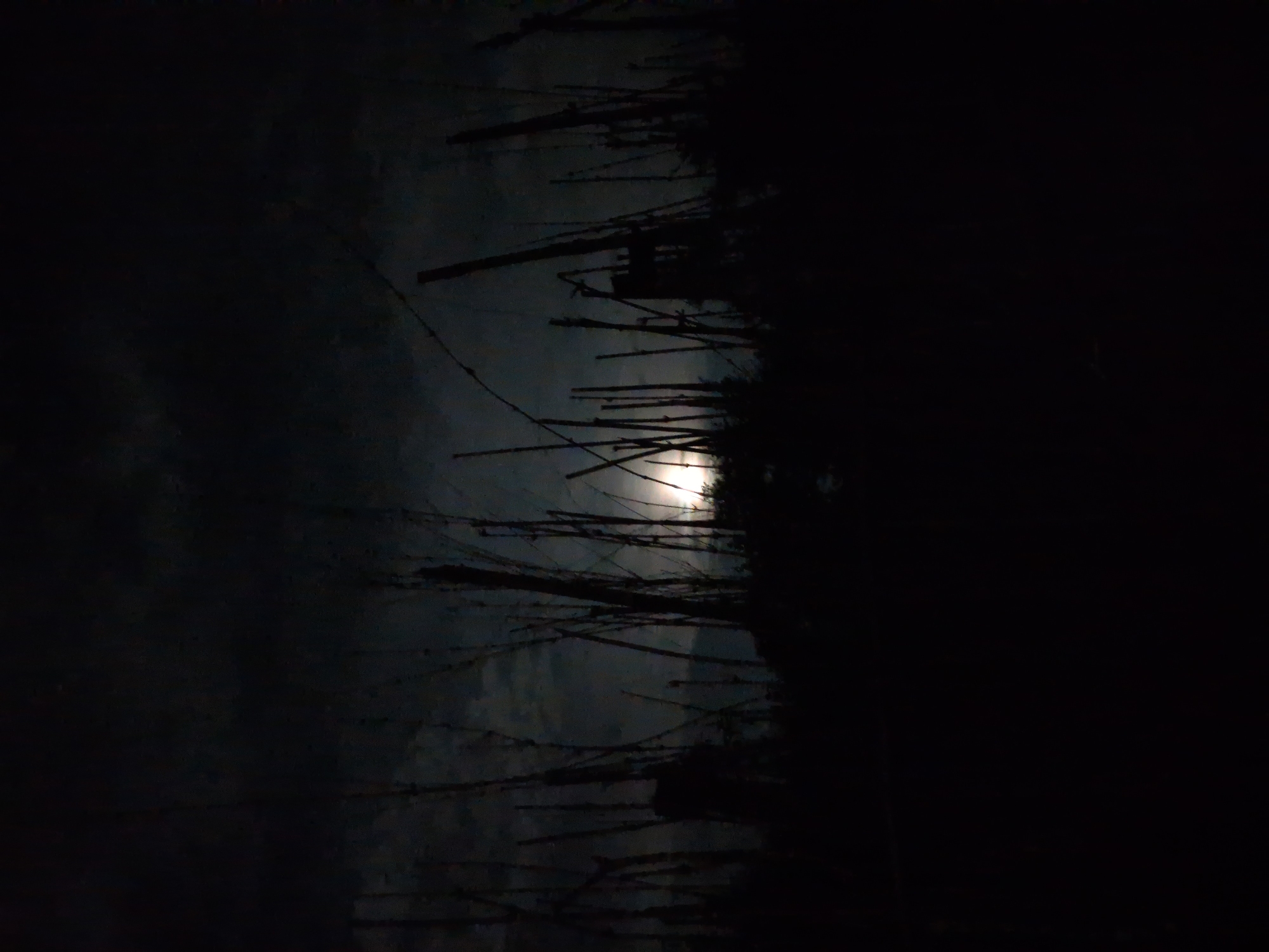 A nighttime scene in Kapurkot, Nepal, features the moon partially obscured by clouds and silhouetted bamboo stalks in the foreground. The bamboo forms a dense, dark barrier across the lower portion of the image. The moon, emitting a bright glow, is visible in the middle ground, its light filtering through the thin stalks and casting subtle illumination on the cloudy sky. The overall environment is dark, suggesting a rural or natural setting outside the immediate vicinity of the town.