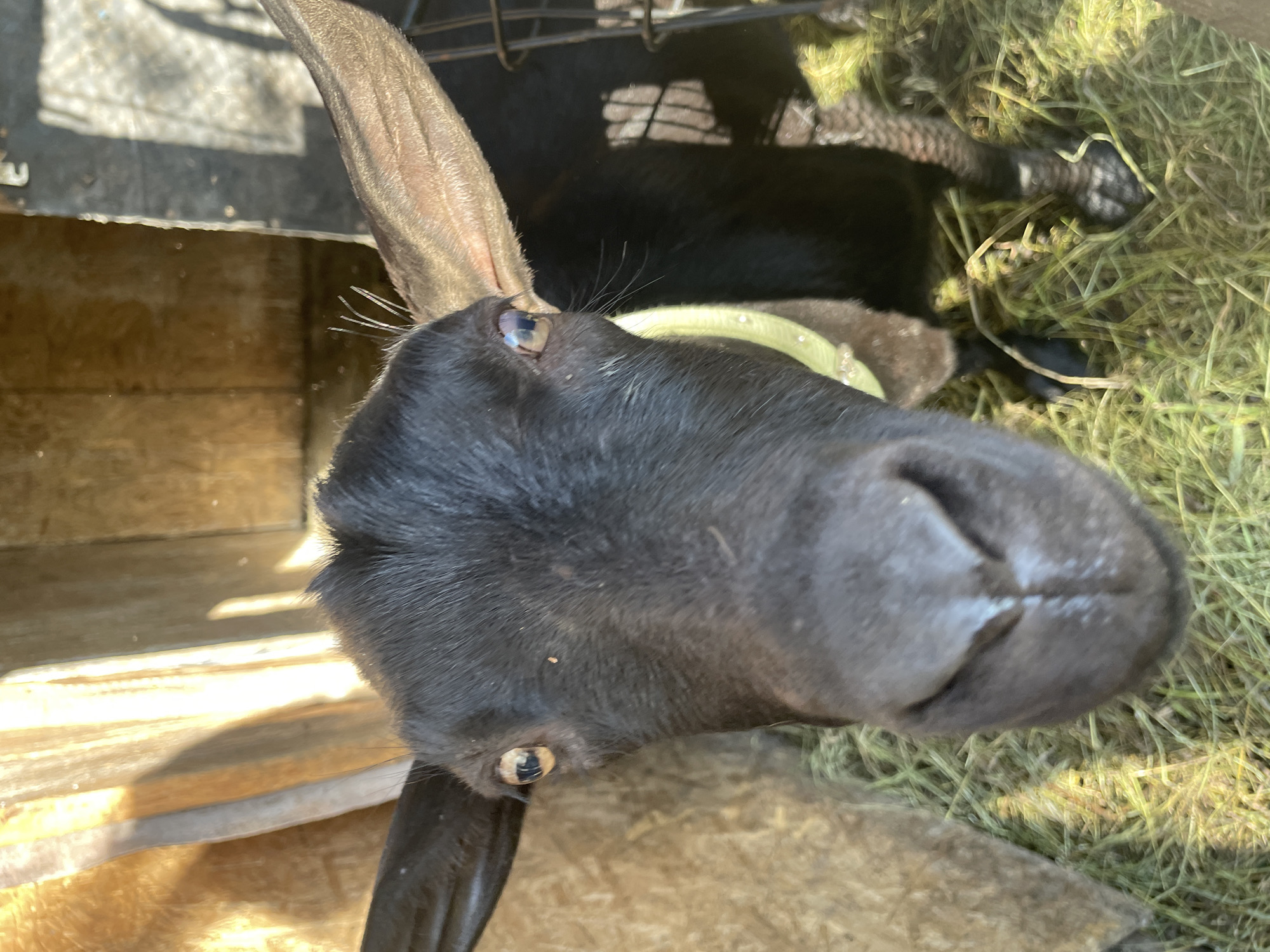 A black domestic goat is positioned centrally in an indoor animal enclosure, directly facing the camera with its snout in the immediate foreground, exhibiting slight wide-angle distortion. The goat has short, black fur and wears a light-colored collar around its neck. Its eyes display horizontal pupils, with the right eye (viewer's left) showing a yellowish-brown iris. The background consists of light-colored wooden walls, possibly plywood or OSB, strongly illuminated by natural sunlight entering from an unseen source on the upper left, casting distinct shadows. A dark metal grid structure is partially visible on the right side of the frame, behind the goat. The ground is covered with hay or dried grass, with interspersed green stalks, also partially illuminated by sunlight. No other subjects or actions are visible. The location is Unknown, Unknown.