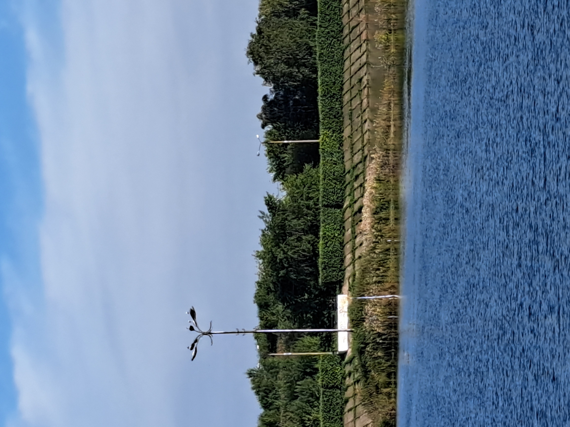 An outdoor, daytime, eye-level, vertical shot shows a body of water, the embankment and vegetation, and the sky. In the foreground, a large expanse of deep blue water fills the lower half of the frame. The surface of the water is rippled, suggesting a light breeze. The middle ground features a stone-lined embankment covered with dry grass and reeds. Behind the embankment, a dense line of lush green trees forms a backdrop. A tall, multi-headed lamppost stands on the embankment, its dark metal structure silhouetted against the sky. The sky above is a pale blue, with scattered white clouds. A second lamppost is visible further down the embankment. The scene appears to be a waterfront area in a park or recreational space, possibly in Irkutsk, Russia, given the typical urban landscape and vegetation found in that region. There are no people visible in the image.