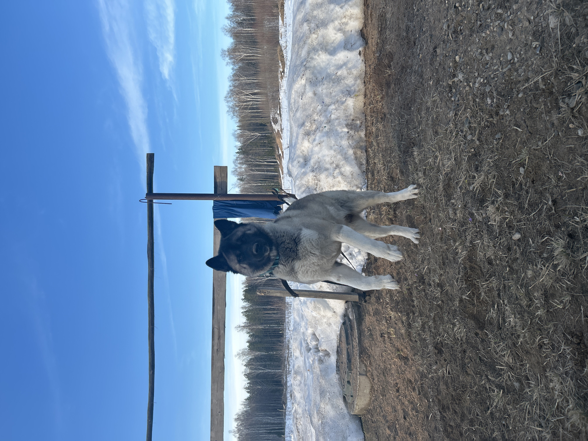 This image, captured in Noviy, Russia, depicts a large canine, consistent with an Akita breed, in an outdoor environment. The dog, featuring a dark muzzle and ears contrasting with a grey and white coat, is shown standing on its hind legs with its front paws elevated from the ground. It wears a light blue collar, from which a dark leash extends rightward. In the background, a horizontal wooden beam is positioned, supported by a vertical dark metal pole. A blue fabric hangs from this structure on the left side. To the dog's left, a circular concrete ring with a metal lid is present on the ground. The immediate foreground consists of exposed soil and sparse dry vegetation. Beyond this, a substantial snow bank occupies the middle ground. The far background reveals a dense forest containing both deciduous and coniferous trees, under a clear blue sky with scattered thin white clouds.