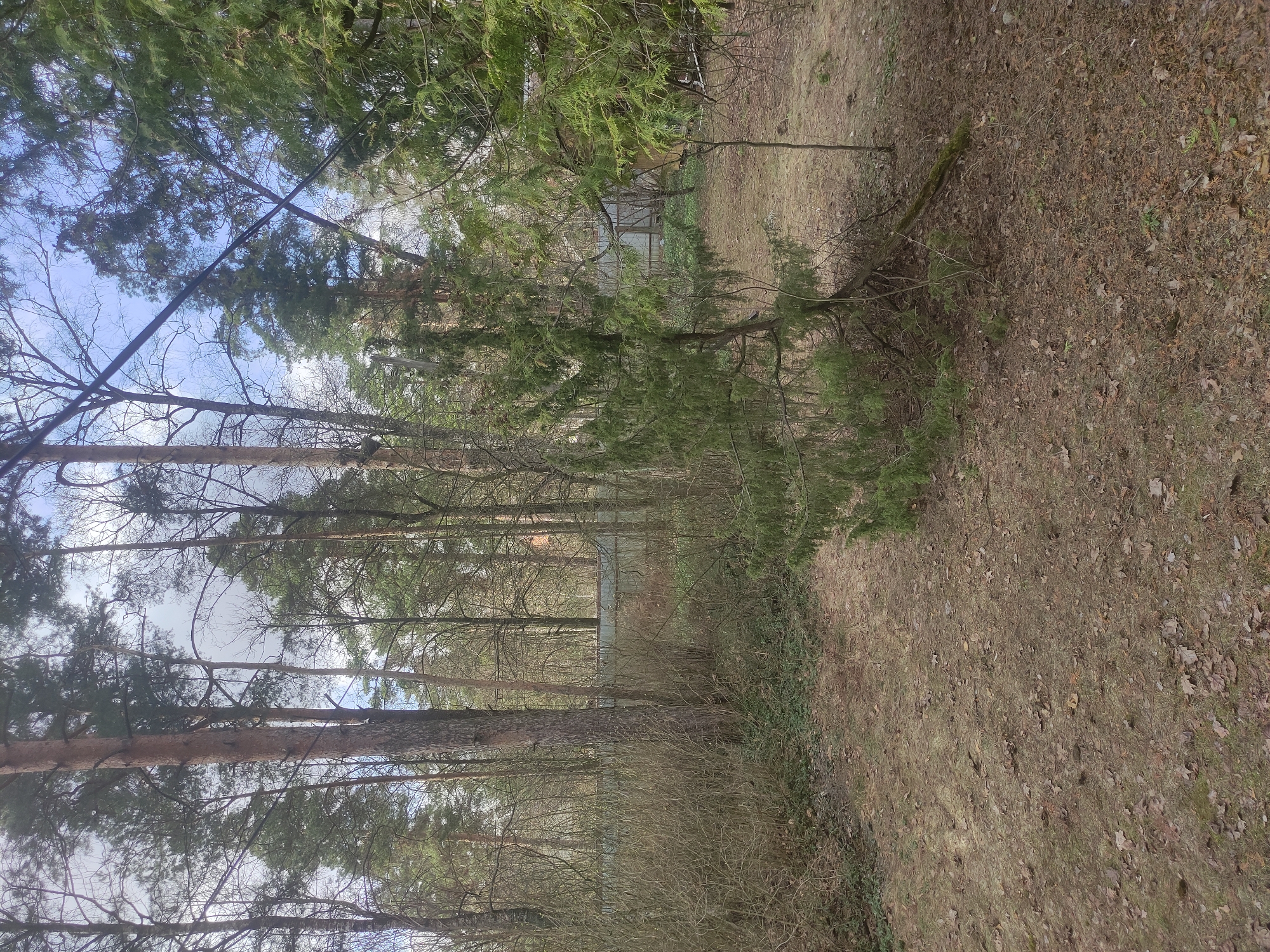 The image shows a forest scene. Tall trees are visible along the left side of the frame, reaching towards the sky where some sky is visible through the branches. A dense layer of undergrowth and smaller trees is present. The ground is covered in leaves and other forest debris. In the distance, there is a structure, possibly a building, partially obscured by the trees. The right side of the frame features more ground cover and some fallen branches.