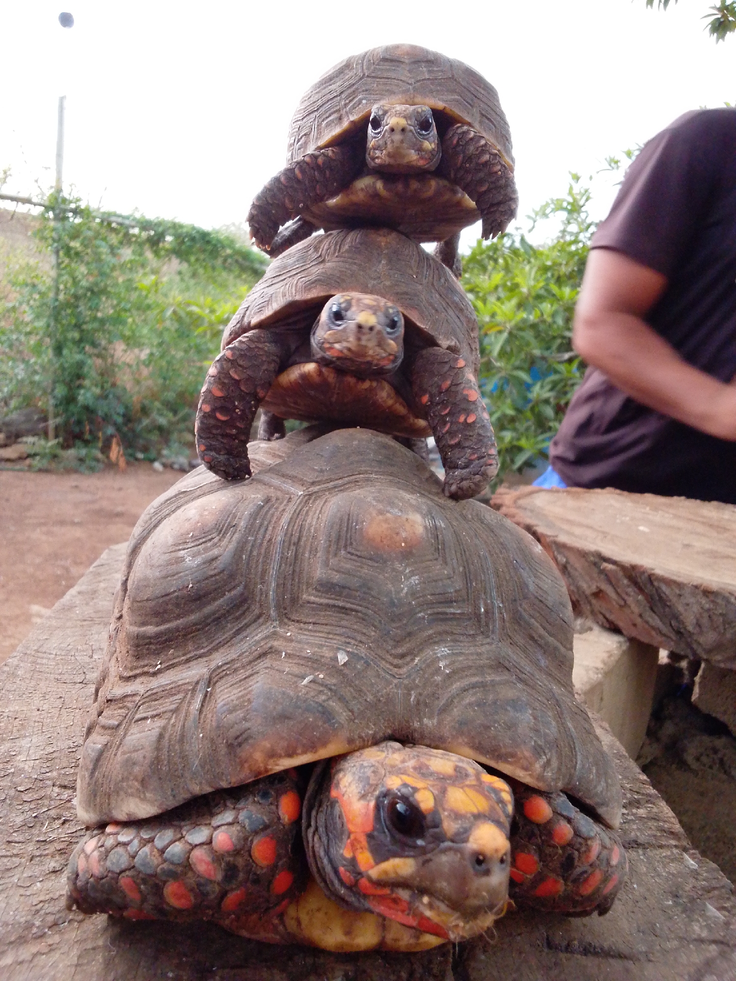 A stack of three red-footed tortoises is positioned vertically on a rough-hewn wooden plank. The bottom tortoise is the largest, with its head and front legs visible. The middle tortoise is stacked on top of the first, with its head and legs also visible. The smallest tortoise sits atop the stack, its head facing forward. The tortoises are dark brown with red and yellow markings on their shells and legs. The background consists of dry, reddish-brown dirt, green foliage, and a blurred image of a person wearing a dark t-shirt. The scene appears to be outdoors in a natural environment, possibly a rural or garden setting.