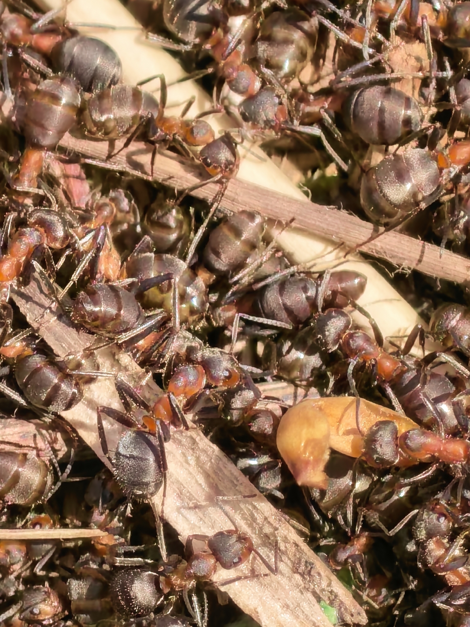 This close-up, high-angle image captures a dense cluster of numerous ants engaged in bustling activity on what appears to be the floor of a natural outdoor environment. The frame is filled with dozens of ants, primarily characterized by their reddish-brown heads and thoraxes, contrasting with their dark, shiny, segmented abdomens. Each ant displays distinct antennae and multiple slender legs, often entangled with those of others or with small pieces of organic debris.
The ants are actively moving over and around a jumble of dry twigs, wood fragments, and what looks like leaf litter, which forms their immediate surroundings. A particularly notable detail is a relatively large, yellowish, somewhat translucent object, resembling a piece of resin, a seed, or possibly an ant pupa or larva. Several ants are gathered around this object, with one ant appearing to carry it or pull it along, suggesting a collective effort related to foraging or nest maintenance.
The lighting is bright and directional, indicating a sunny daytime setting. Strong highlights glint off the ants' hard exoskeletons and the textured surfaces of the natural debris, creating sharp contrasts and shadows throughout the scene. The intense focus on the ants themselves results in a shallow depth of field, blurring the immediate background into indistinct natural tones. There are no human subjects or visible text in the image. The scene conveys a sense of industriousness and the complex social dynamics within an ant colony.