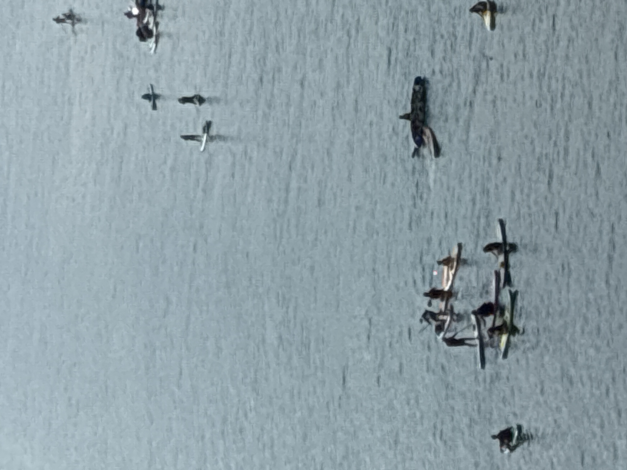 The aerial photograph shows a large body of water, likely the Mediterranean Sea, with several individuals paddleboarding and seated on paddleboards scattered across the surface. The water appears calm with gentle ripples. In the foreground, a group of paddleboarders are clustered together, some standing and paddling, others seated. Further out, more individuals are spread across the water. In the middle ground, there is a large, dark, elongated object resembling a shark fin or possibly a large inflatable shark toy. The scene is observed from a high vantage point, suggesting it was taken from a building or elevated structure in Alanya, Turkey, given the context. The lighting suggests an overcast day or early morning/late evening.