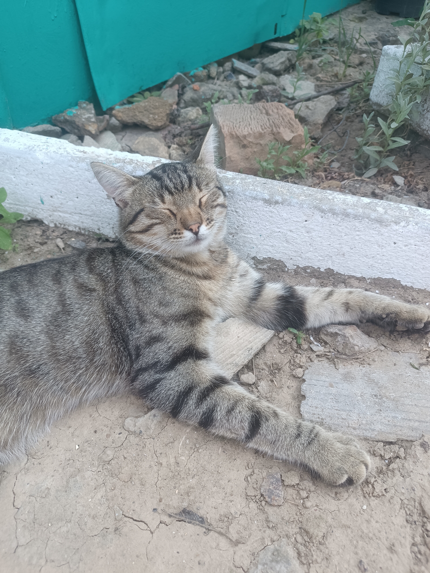 A tabby cat is lying on its side with its eyes closed, appearing to be sleeping, on a cracked dirt surface next to a white concrete ledge. The cat is facing towards the viewer and its paws are outstretched. In the background, there is a turquoise wall, rocks, and some sparse vegetation. The environment suggests an outdoor area, possibly a yard or alleyway, in Vypasne, Ukraine.