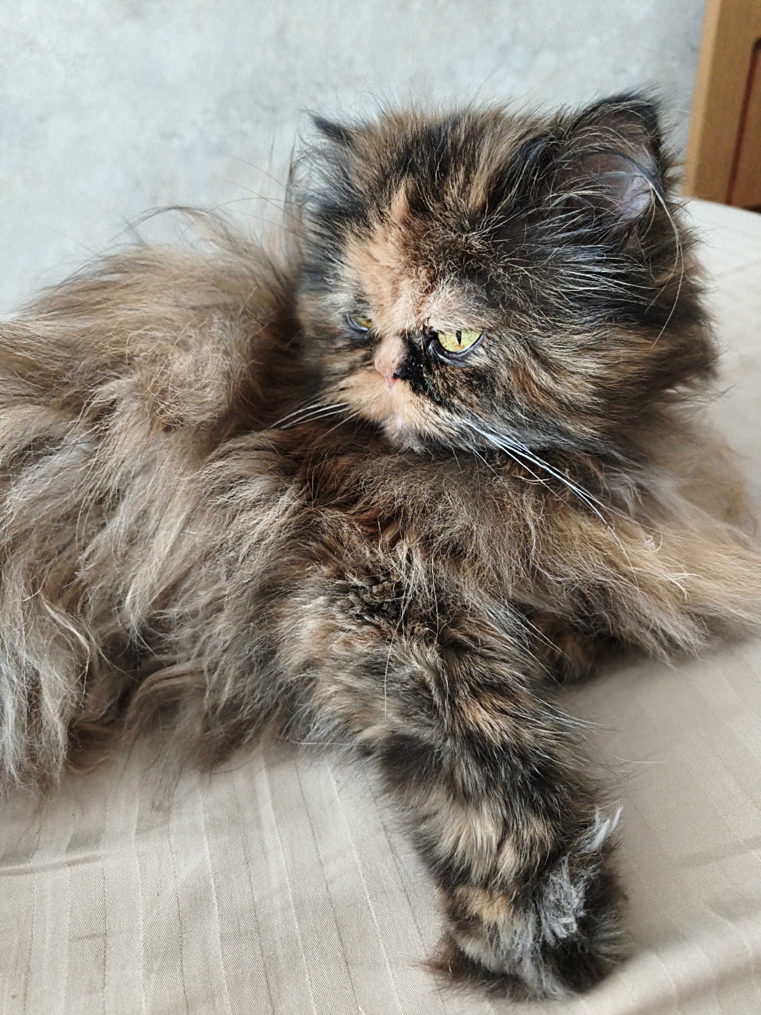 A tortoiseshell Persian cat with long, fluffy fur lies on a cream-colored, textured surface. The cat's fur is a mix of black, brown, and orange patches. Its eyes are a bright yellow-green, and it has long white whiskers. The cat is looking to its left, with its body extended. The background is a light gray, textured wall. The scene appears to be indoors, in a domestic setting, with no indication of a specific city or location.