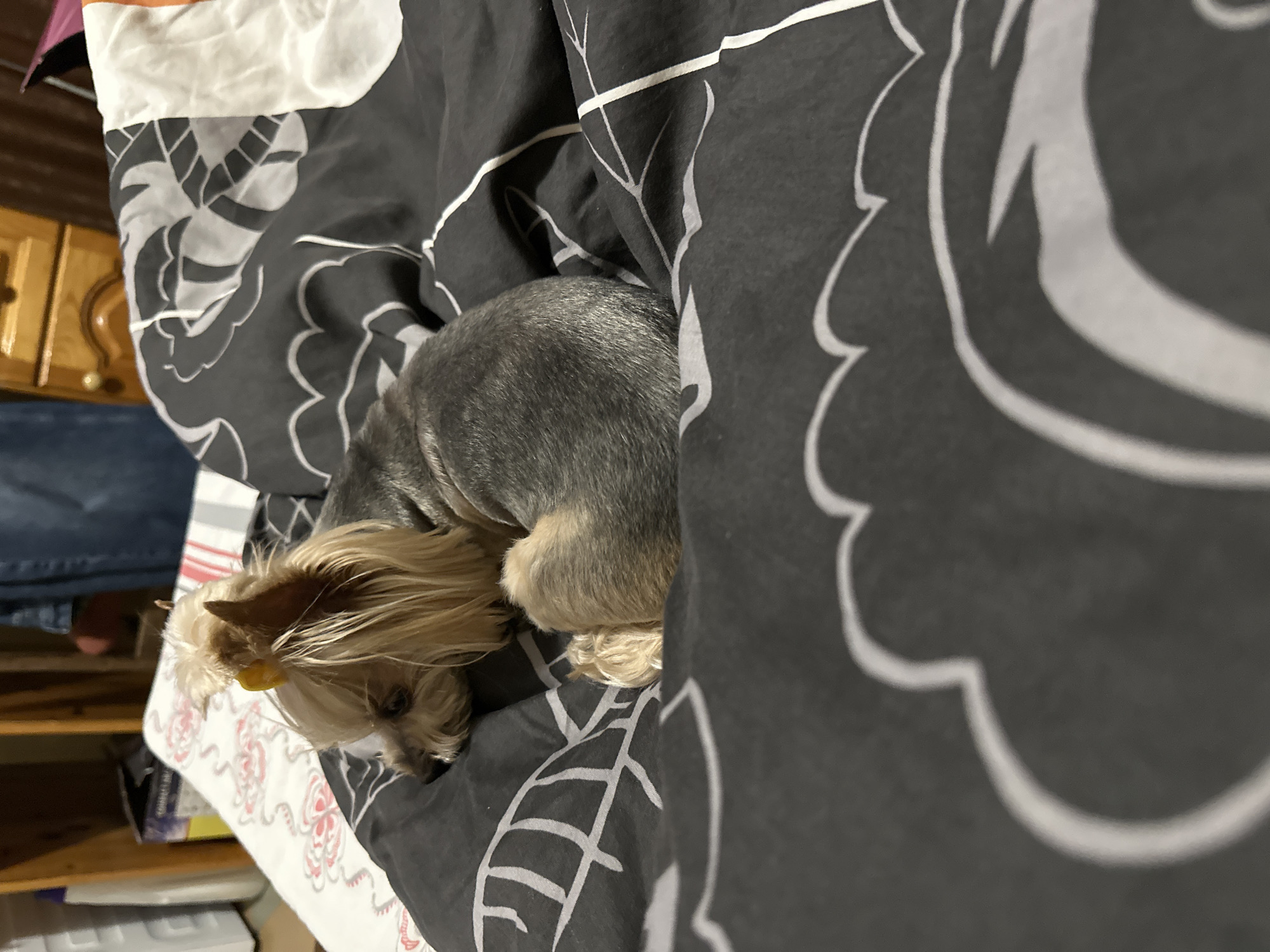 A gray and tan Yorkshire Terrier rests on a black and white patterned bed covering, seemingly tucked partially under the blanket. The scene includes a view of a wooden cabinet in the background, alongside what appears to be folded clothing and possibly a laundry basket. The location cannot be determined from this image.