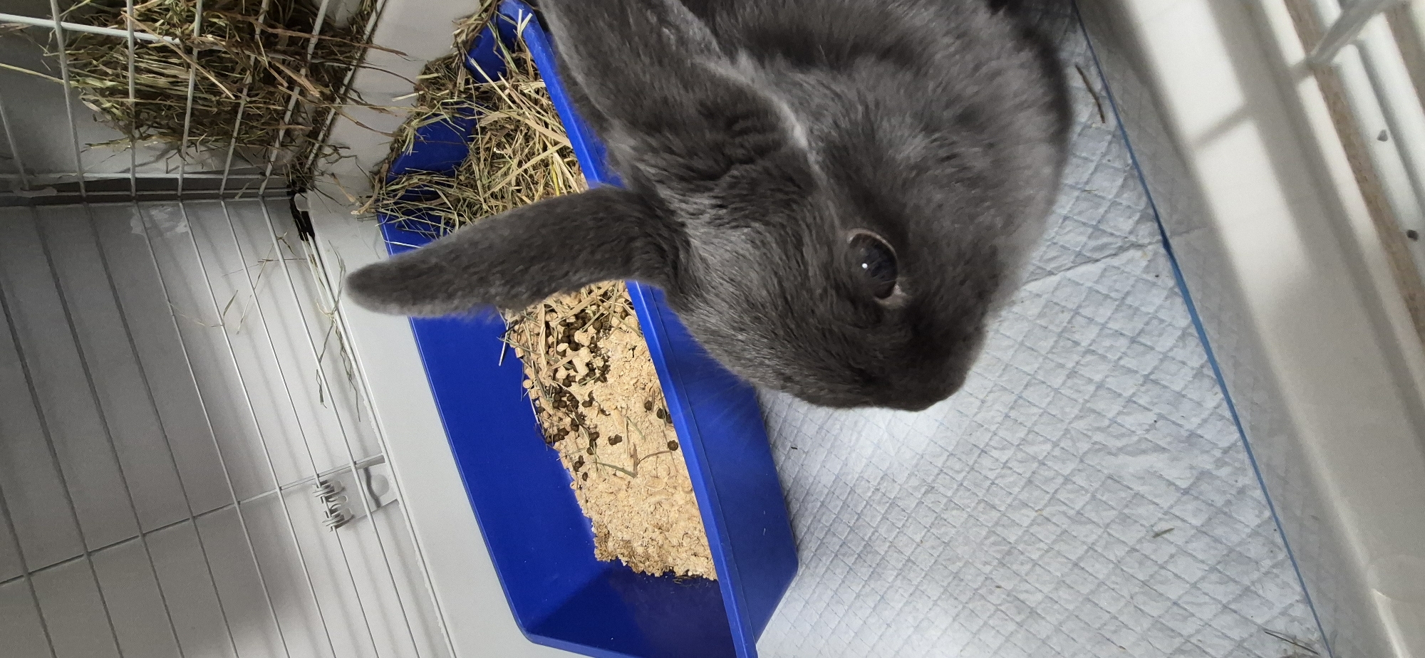 A gray rabbit is in its cage. The cage has a blue litter box filled with wood shavings and rabbit droppings, and a section with hay. The cage floor is covered with a quilted pad. The rabbit's head is visible in the foreground, with one ear up and the other slightly down. Its eye is open and dark. The lighting suggests an indoor environment. The image does not contain any information or visual cues that would allow for the determination of its location within the city of Ussurijsk, Russia.