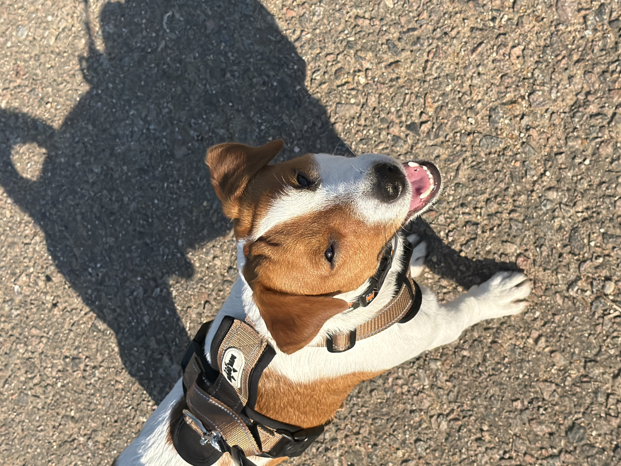A top-down, eye-level shot captures a Jack Russell Terrier standing on a textured asphalt surface, casting a long shadow. The dog, predominantly white with tan markings on its head and back, wears a brown and black harness. Its mouth is open, revealing a pink tongue and white teeth, and its head is turned slightly to the right, with one ear flopped down and the other perked up. The environment suggests an outdoor urban setting, possibly a street or park, with the sun casting a strong shadow, indicating daytime. There is no visible indication of the location being Moscow, Russia.
