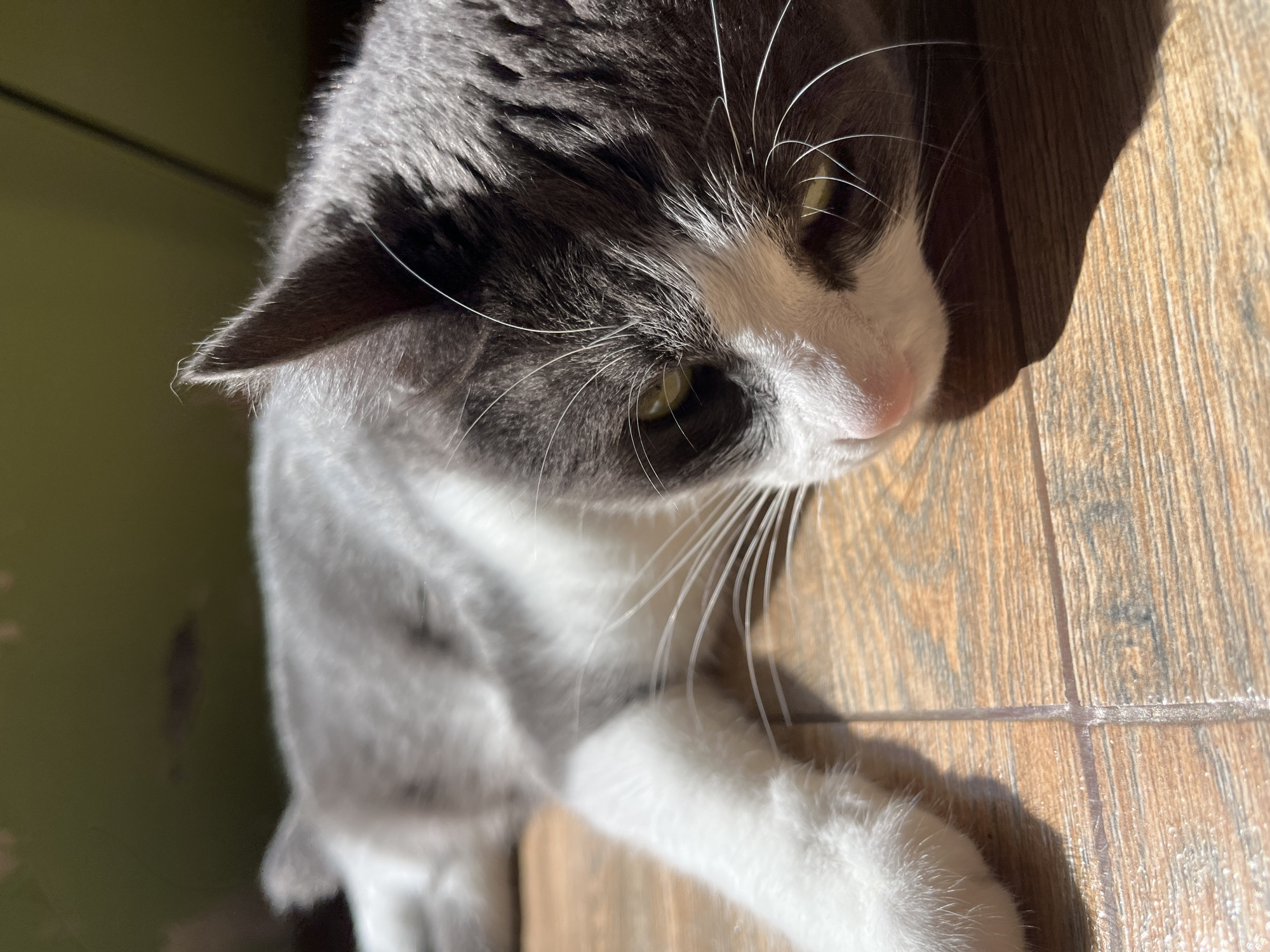 A domestic cat, predominantly gray and white, is lying on its side on a tiled floor. The cat is facing to the right, with its head resting on the floor. Sunlight is casting a shadow from the cat onto the floor. The background is dimly lit and out of focus, appearing to be a wall or cabinet. The image captures the cat in a relaxed state, with its eyes partially closed. The overall scene suggests a domestic setting, likely indoors, possibly in a home in Ureki, Georgia, where the natural light is contributing to the ambiance.