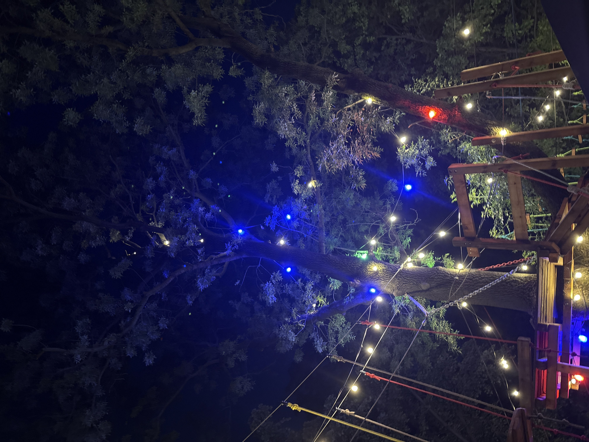 A nighttime, low-angle photograph depicts an illuminated outdoor adventure park or high-ropes course, located at Kokolandia within Borisova Gradina (Boris' Garden) in Sofia, Bulgaria. The scene is dominated by several large, mature trees with dense foliage, set against a dark, featureless night sky.
The trees are extensively decorated with two types of lighting: numerous warm white string lights are strung horizontally and diagonally between the trees and structures, creating a festive canopy. Additionally, individual, brighter LED lights in blue, green, and red are strategically placed on branches and trunks, highlighting the foliage and texture. A distinct red light illuminates a section of the tree trunk on the right side of the frame, while multiple blue lights are prominent in the upper and central canopies.
In the lower half of the image, wooden platforms, beams, and railings form elements of an adventure course. A thick metal chain is wrapped around the central tree trunk, securing a wooden platform. Various ropes and cables, some colored red and yellow, crisscross the scene, connecting the wooden structures and trees. These elements are consistent with a high-ropes or climbing facility. No individuals are present or discernible in the frame.