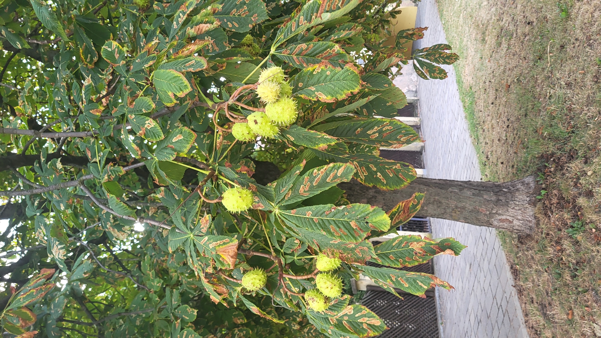 A medium shot shows the trunk and lower branches of a horse chestnut tree with developing horse chestnuts. The tree is situated on a grassy area bordering a paved walkway. The leaves on the tree exhibit signs of damage, with brown and yellowing patches appearing on many of them. In the background, a metal fence is visible, along with parts of buildings. The scene appears to be a street or park in the city of Prešov, Slovakia.