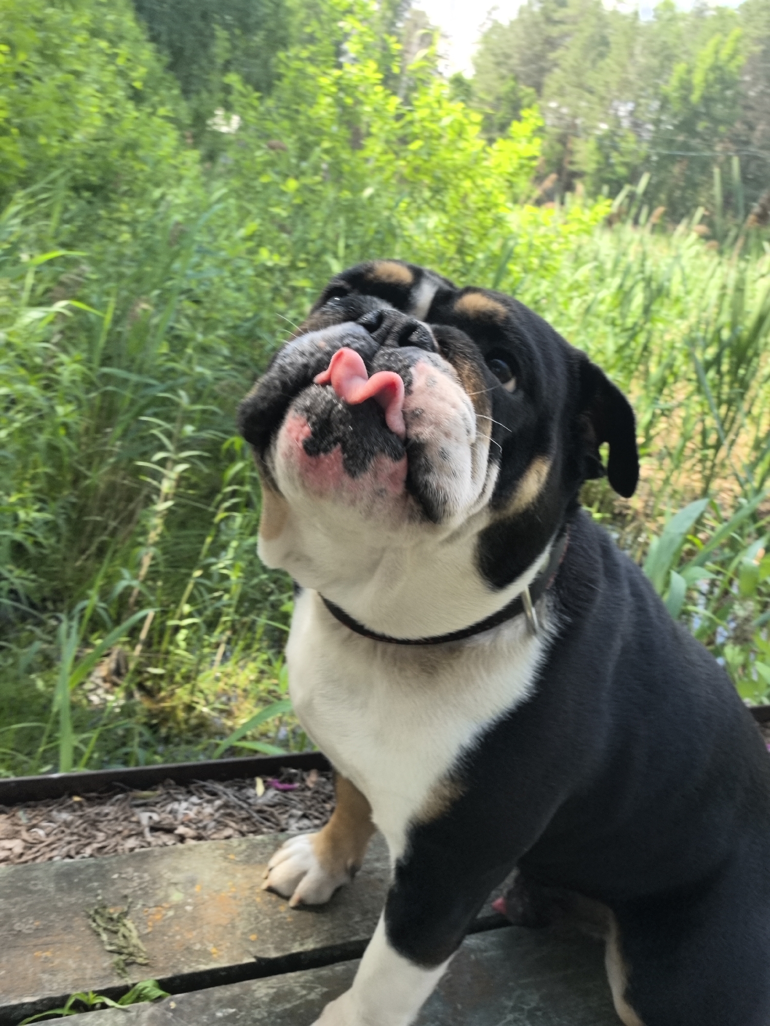 A close-up, slightly low-angle, full-body outdoor shot shows a black, white, and tan bulldog with its tongue sticking out. The dog is sitting on a wooden surface, possibly a deck or bench. The background is filled with lush green foliage, suggesting a natural, possibly wooded or garden area. The lighting appears to be natural daylight, casting some shadows. There are no people present in the image. The dog is the sole subject.