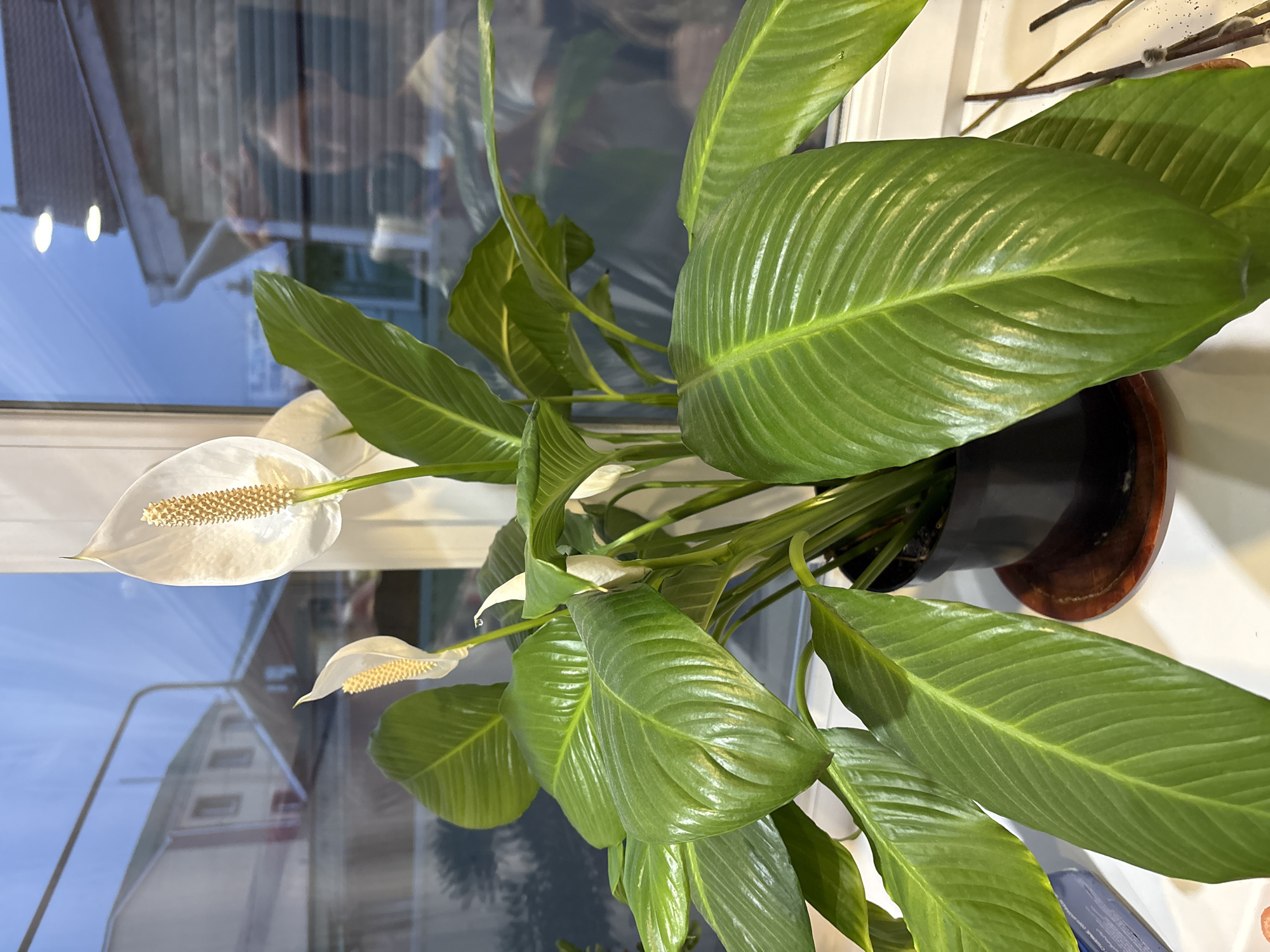 A peace lily plant in a black pot sits on a white surface, possibly a windowsill, in front of a window. The plant has several large, glossy green leaves and at least two white flowers with yellow spadices. The window reflects an exterior view of houses, suggesting a residential area. The sky in the reflection is blue, indicating daytime. Due to the lack of specific details, the exact location within Ulyanovsk, Russia, cannot be determined. There are no people visible in the immediate scene.