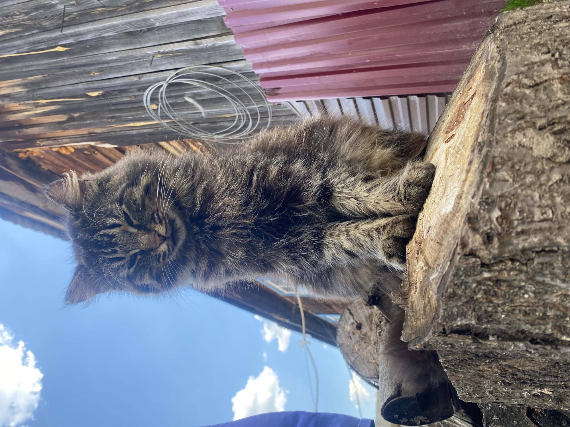 A fluffy, tabby cat rests on a rough-hewn log outdoors. Above the cat are sections of weathered wood, corrugated red metal, and a coil of wire. Below the cat and log, the sky is visible, with wisps of white clouds. The bottom of a blue shirt is visible. There is no indication this photo was taken in the city of Узяр, Russia.