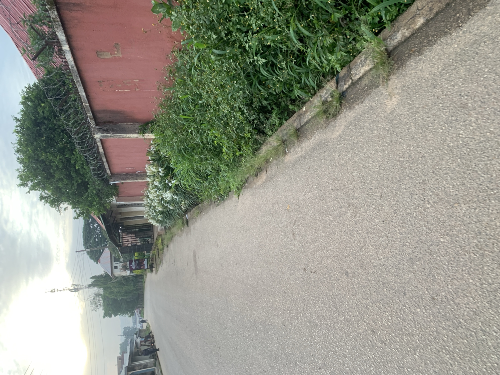 An asphalt road curves to the left in the foreground, with a gray, textured surface. Along the right side of the road is a concrete curb overgrown with green grass and weeds. Beyond the curb, a densely vegetated area with various green plants, some with small white flowers, lines a tall, weathered, red-colored wall. The wall has a rough texture with patches of lighter color and is topped with coiled barbed wire for security. In the distance, buildings of various designs and heights are visible, interspersed with trees and a cell phone tower. The sky is overcast with diffused light. A few individuals are seen walking or standing on the left side of the road, near the buildings. The scene appears to be a street in an urban or semi-urban area.