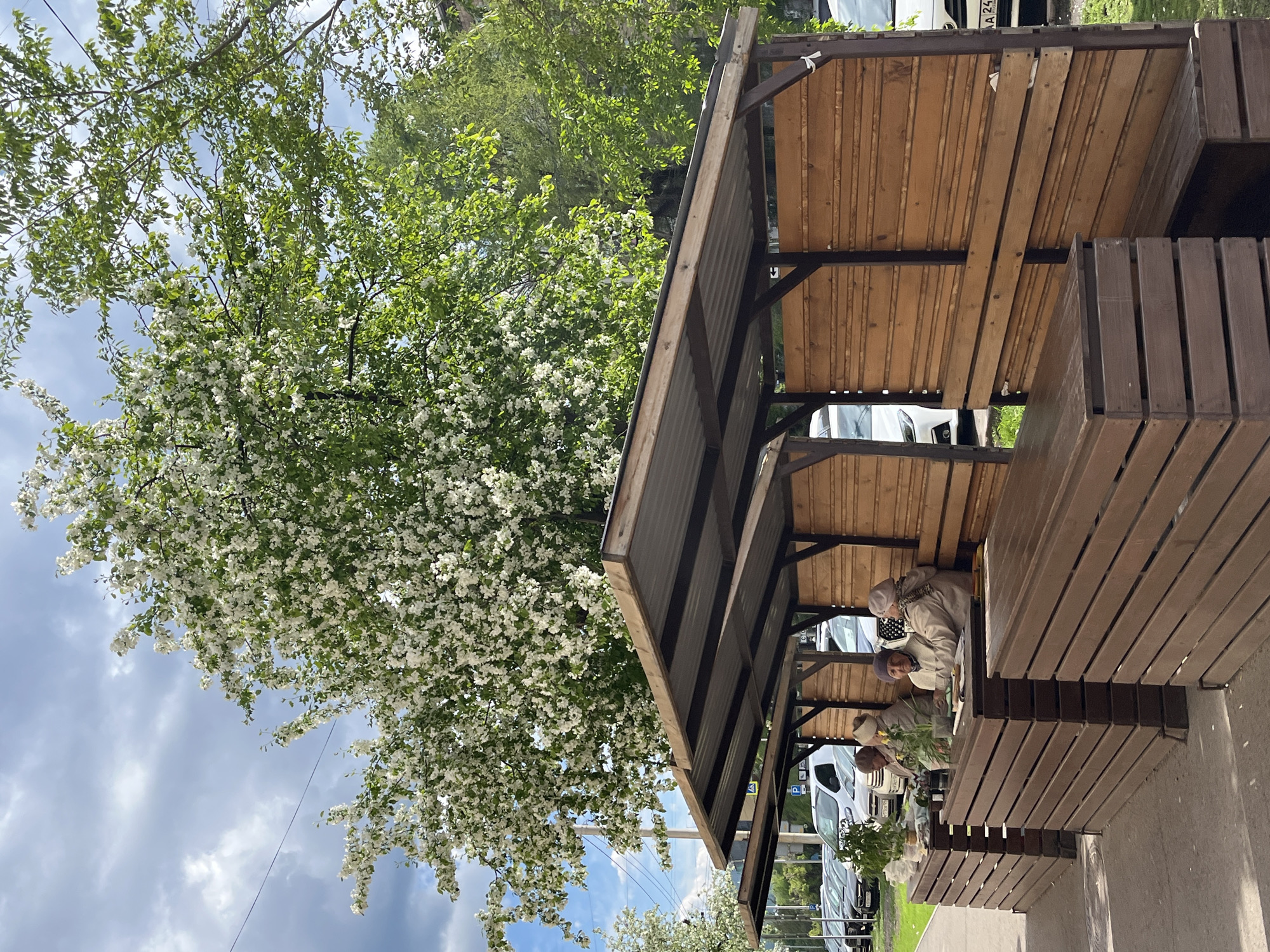 The image shows a tree with white flowers in bloom next to an outdoor structure in Krasnoyarsk, Russia. The structure appears to be a covered seating area with wooden benches and a roof made of wooden planks supported by a metal frame. Several individuals are seated on the benches within the structure. In the background, vehicles are visible, suggesting the location is near a street or parking area. The sky is partly cloudy.