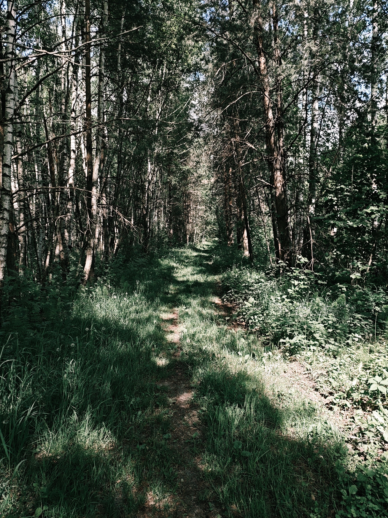 The image depicts a dirt path winding through a dense forest in Боровково, Russia. Tall, slender trees with white bark are visible on the left, contrasting with darker, thicker trees on the right. Lush green grass and vegetation cover the ground along the path, which is dappled with sunlight and shadows. No people or animals are visible in the scene. The environment is characterized by a mix of sunlight and shade, creating a contrast between the bright path and the darker depths of the surrounding woods.