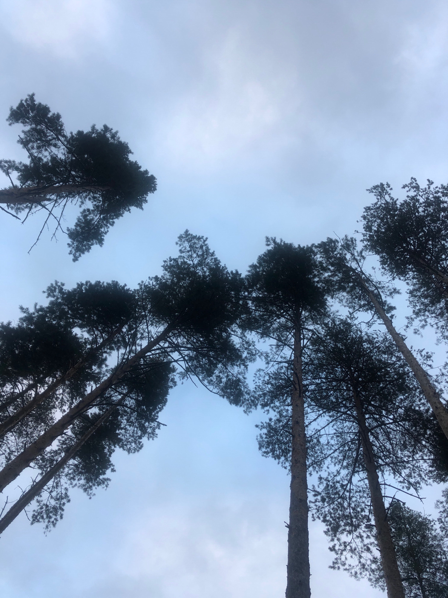 The image shows a low-angle view of tall pine trees against a cloudy sky. The trees are dark silhouettes, with their branches and needles clearly visible. The sky is a muted blue-gray, with patches of lighter clouds. The image appears to be taken in a forest or park. There are no people or animals visible in the image. The location is identified as Arfa, Russia.