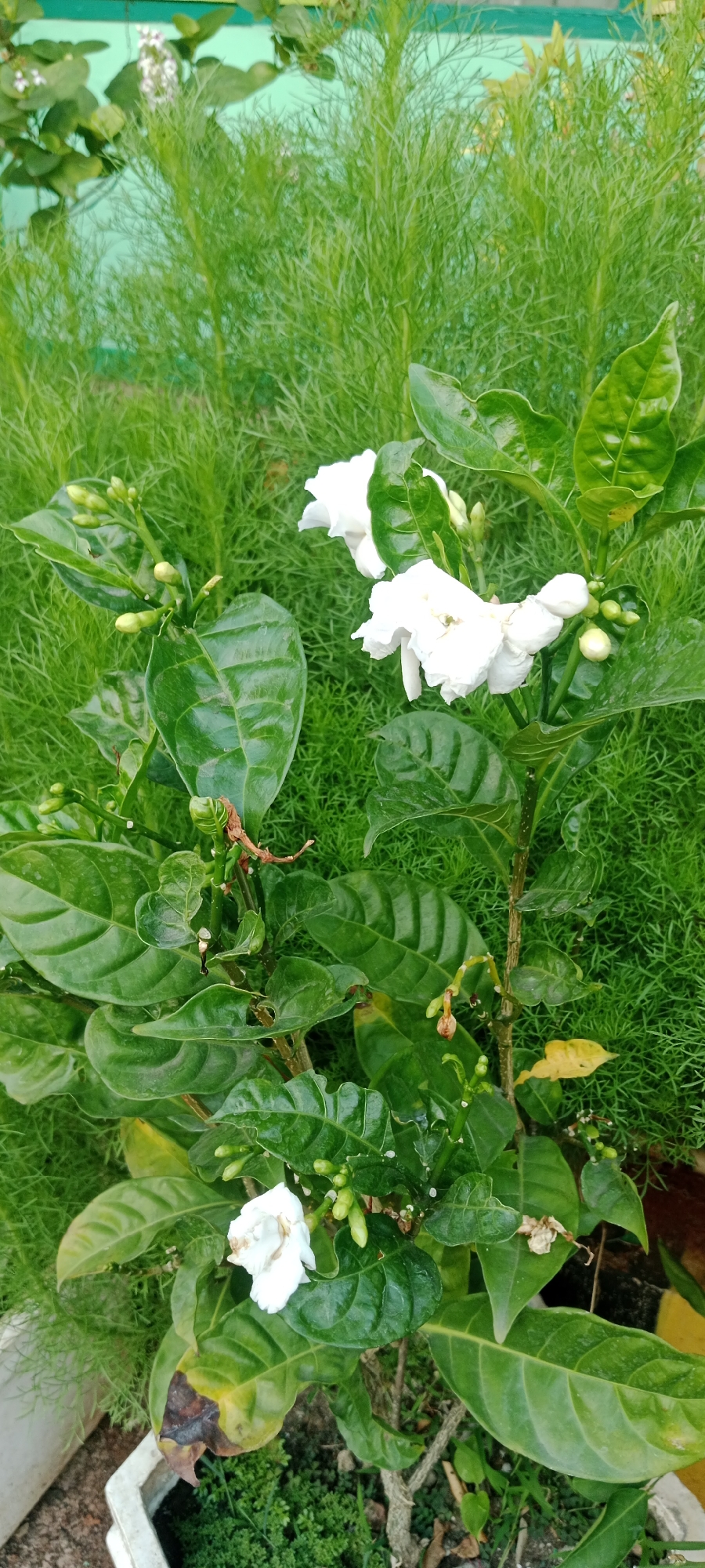 This image shows a close-up view of a plant with white flowers and green leaves, set against a backdrop of dense, feathery green foliage. The plant appears to be in a pot, with some of its leaves showing signs of browning or wilting, particularly at the lower section. In the background, a light blue wall is partially visible. The overall impression is that of an outdoor setting, possibly a garden or a planted area in a public space. The image does not contain any people or discernible actions. The lighting suggests it was taken during the daytime. The specific location in Tuban, Indonesia, cannot be determined from the visual information alone.