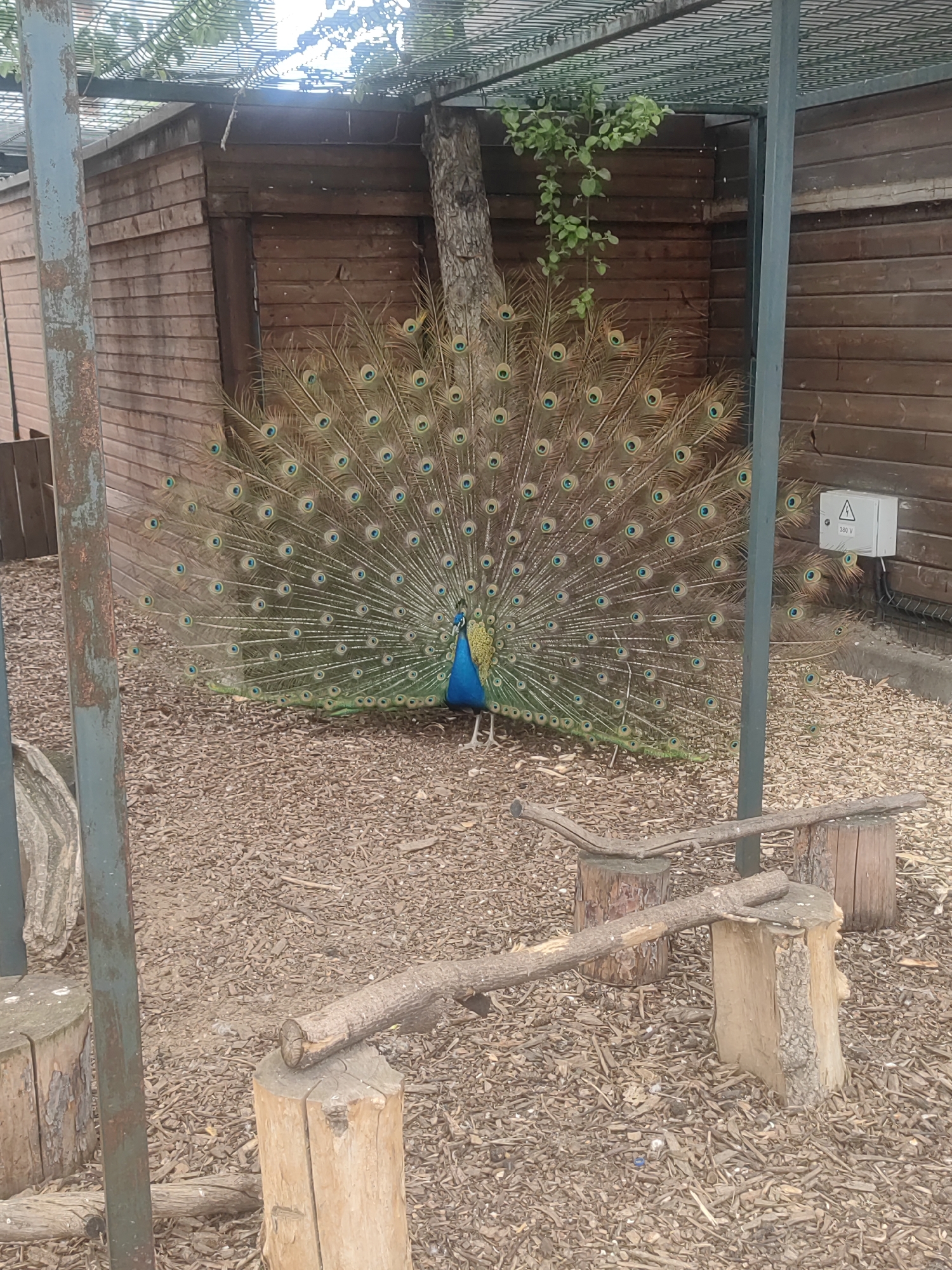 A peacock stands in full display of its plumage within what appears to be a zoo or aviary setting. The bird is positioned centrally in the frame against a backdrop of a wooden structure partially obscured by a tree. A metal framework covers the enclosure. The ground is covered with wood shavings. In the foreground, there are wooden stumps arranged, topped with branches, possibly acting as makeshift seating. The scene is naturally lit. An electrical box with a warning symbol is attached to the wooden structure behind the peacock.