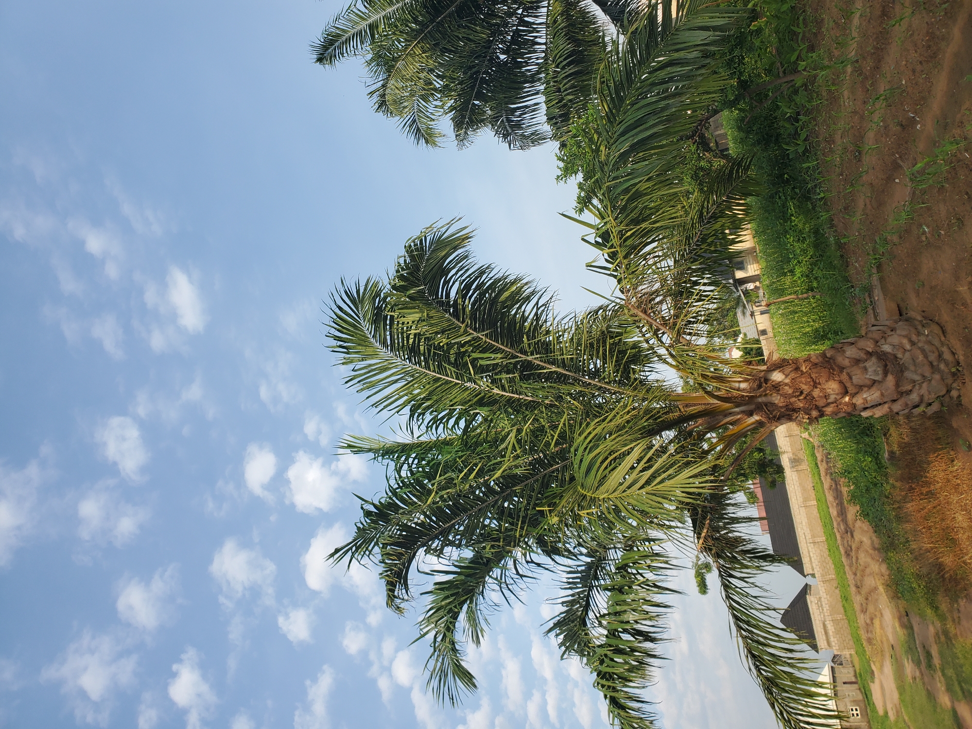 The image depicts a clear, blue sky with scattered white clouds, suggesting fair weather. In the foreground, a mature palm tree with large, green fronds dominates the left side of the frame. Its thick, fibrous trunk is visible at the base. Behind the palm tree, a second, similar palm tree is partially visible on the right. The ground slopes upwards, covered in dry grass and soil. Further in the background, several buildings with dark, pitched roofs and light-colored walls are situated behind a low, stone wall. Green vegetation, including rows of young plants, is present in the middle ground and extends towards the buildings. The overall scene appears to be an outdoor setting, possibly a rural or semi-urban area, with evidence of agriculture or landscaping. The location is identified as Winters, United States of America. There are no people or animals visible in the image.