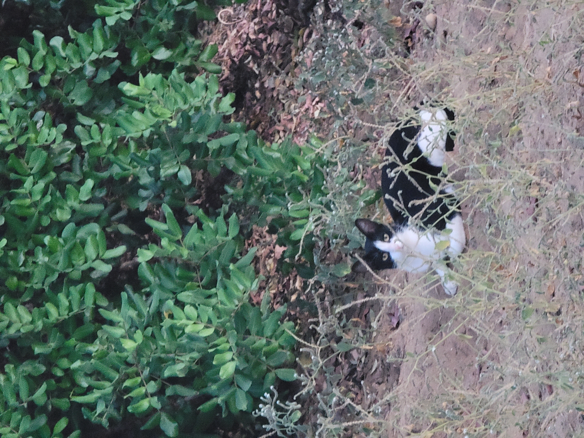 A black and white cat is lying in the dirt, partially obscured by dry grass and green bushes in Quarteira, Portugal. The cat is facing forward, with its body angled to the right and its head turned to the left, looking towards the camera. Its fur is predominantly white on its chest and face, with a black back and tail. The cat's eyes are open and appear to be yellow. The background consists of dense green foliage and dry, brown leaves covering the ground. The lighting suggests it may be daytime, possibly late afternoon or early morning, given the soft light. The scene appears to be an outdoor, natural environment, likely a garden or undeveloped area.