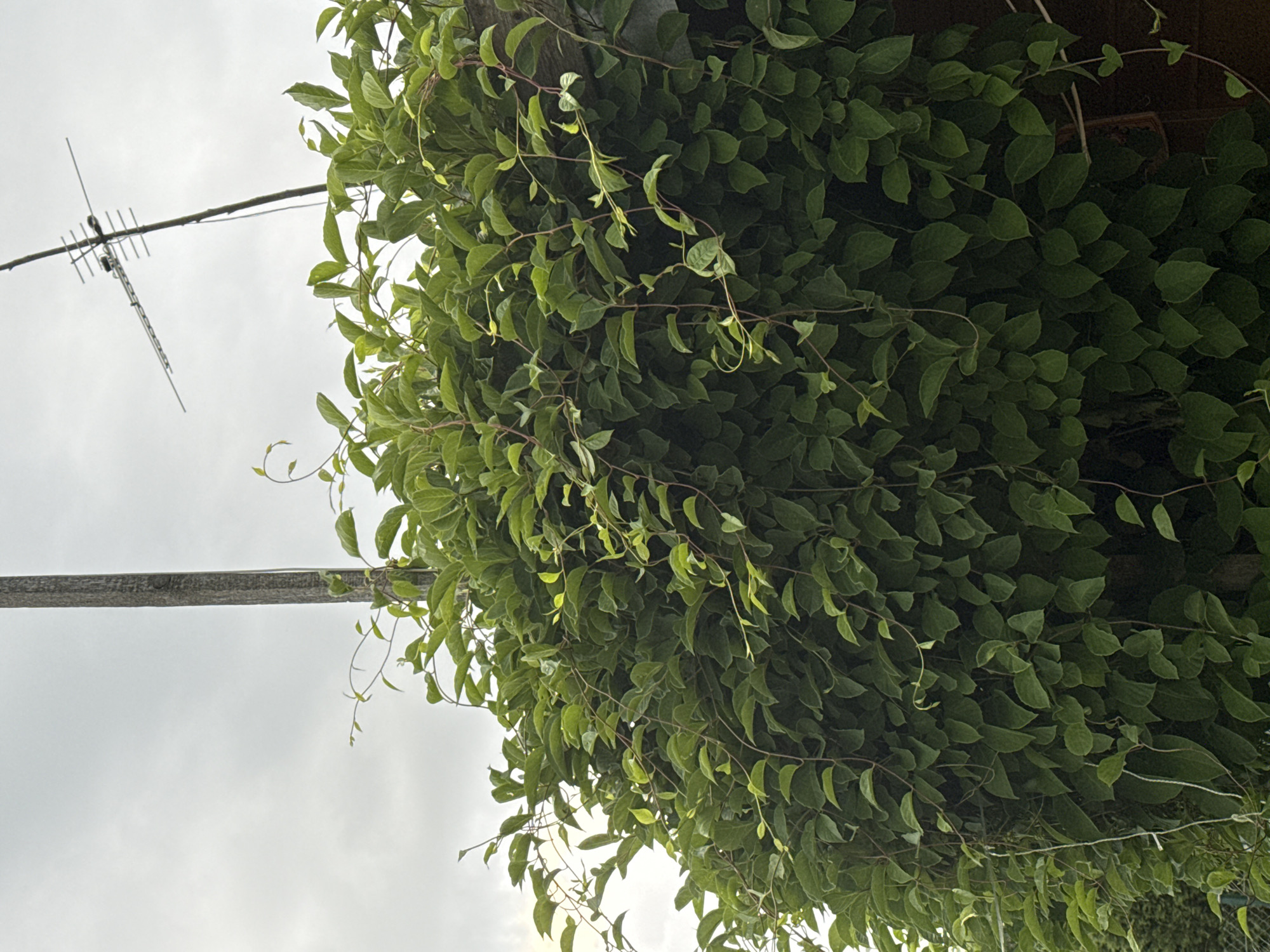 The image depicts a dense, verdant vine covering a fence or wall in the city of Автомобилист-1 Снт, Russia. The vine has numerous dark green leaves and delicate, winding stems, some of which are supported by a wooden pole and an antenna visible against a cloudy sky. The overall impression is of a lush, overgrown natural scene within an urban or suburban setting. There are no people or animals present in the image.