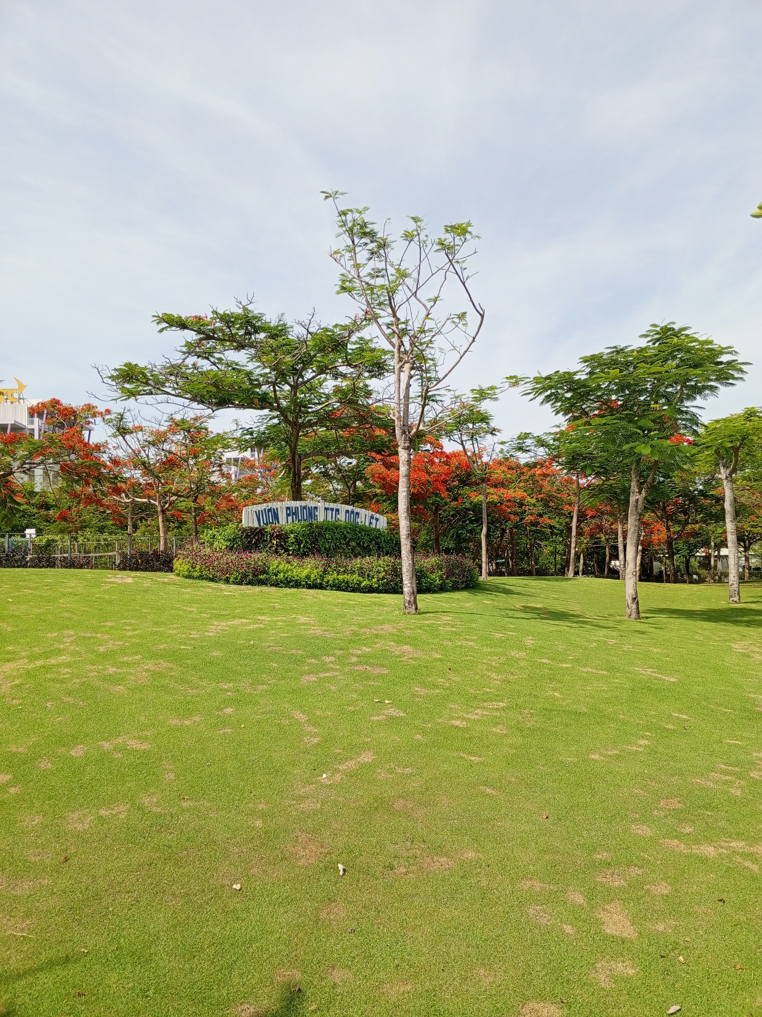 A wide, manicured green lawn slopes gently upwards towards a cluster of trees and a white sign. The trees are a mix of lush green foliage and vibrant red blossoms, likely Delonix regia (Royal Poinciana). Behind the trees, modern white buildings with blue accents are visible, suggesting an urban or suburban setting. The sky is overcast with a light blue hue. The sign, located centrally, appears to be a placename, possibly indicating a park or garden. Based on the text on the sign which reads "VƯỜN PHƯƠNG TỨC ĐOÀN THIẾT", this is likely a location in Vietnam. Given the surrounding landscape and architecture, it's plausible this is a public space or botanical garden.