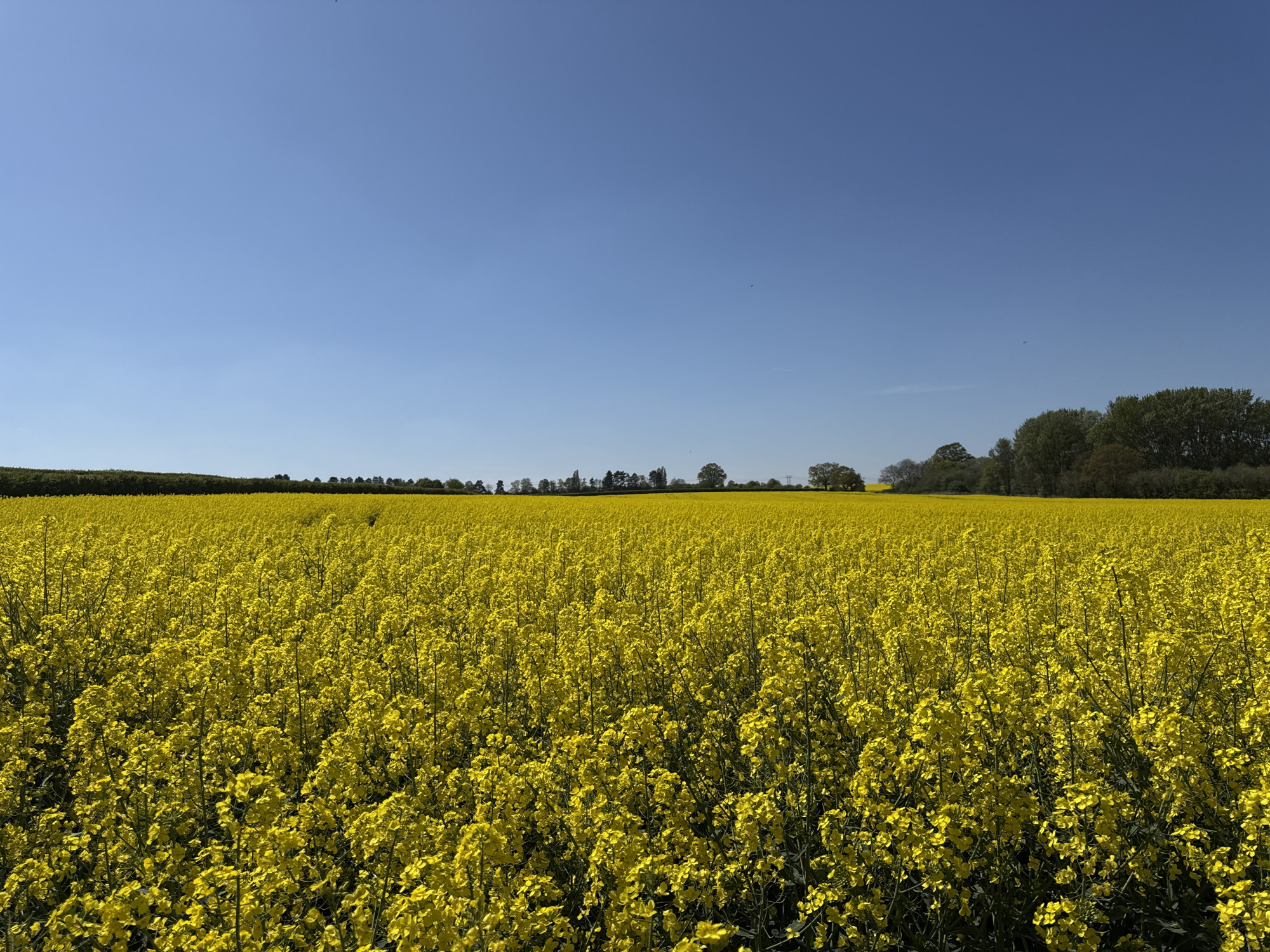 The image presents a vibrant, expansive agricultural landscape dominated by a vast field of blooming yellow rapeseed (canola) flowers under a clear blue sky. The bright yellow flowers fill the entire lower two-thirds of the frame, extending from the immediate foreground to the distant horizon. The individual plants are densely packed, with their small, yellow blossoms creating a textured and vivid carpet across the field.
At the horizon, a line of lush green trees and bushes forms a natural border between the yellow field and the sky. These trees appear varied in type, some taller and more distinct than others, and seem to be part of a woodland edge or a series of hedgerows. The sky above is a uniform, brilliant azure, completely free of clouds, indicating very clear and sunny weather. A few tiny, dark specks, likely birds, are faintly visible against the bright blue sky.
The scene depicts a serene daytime setting, characteristic of late spring or early summer when rapeseed crops are typically in full bloom. The lighting is bright and even, suggesting a calm, sunny day. The rural landscape is consistent with the provided location context of North Hertfordshire, United Kingdom. There is no visible text within the image, and no specific human activity is taking place; the focus is entirely on the natural beauty and agricultural bounty of the environment. The overall mood is one of cheerfulness and natural splendor.